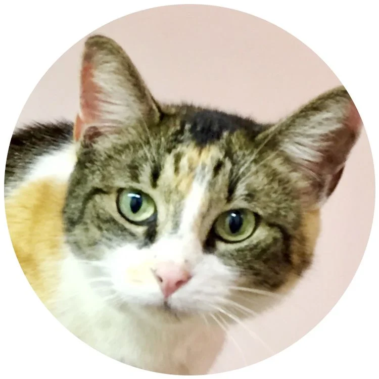 #54 KitCat