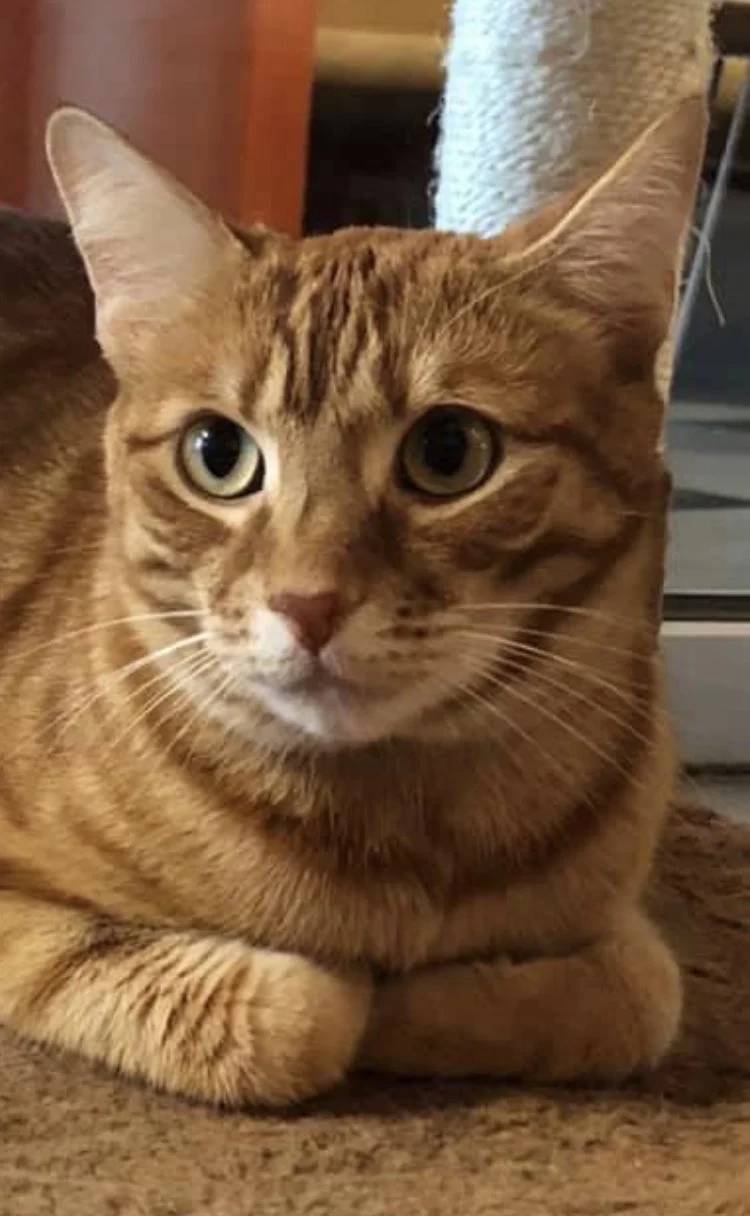 #283 Milo