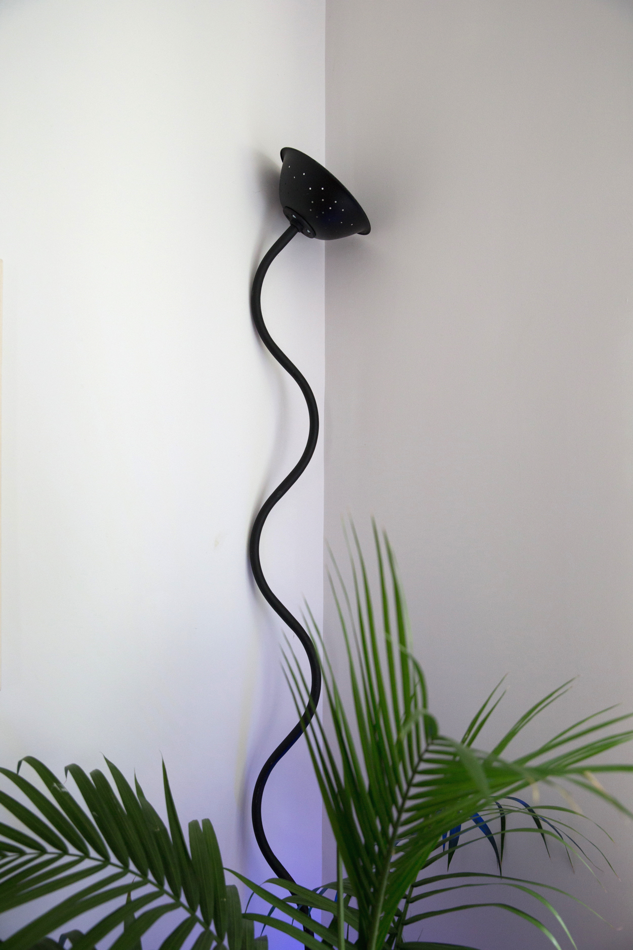 squiggle plant.jpg