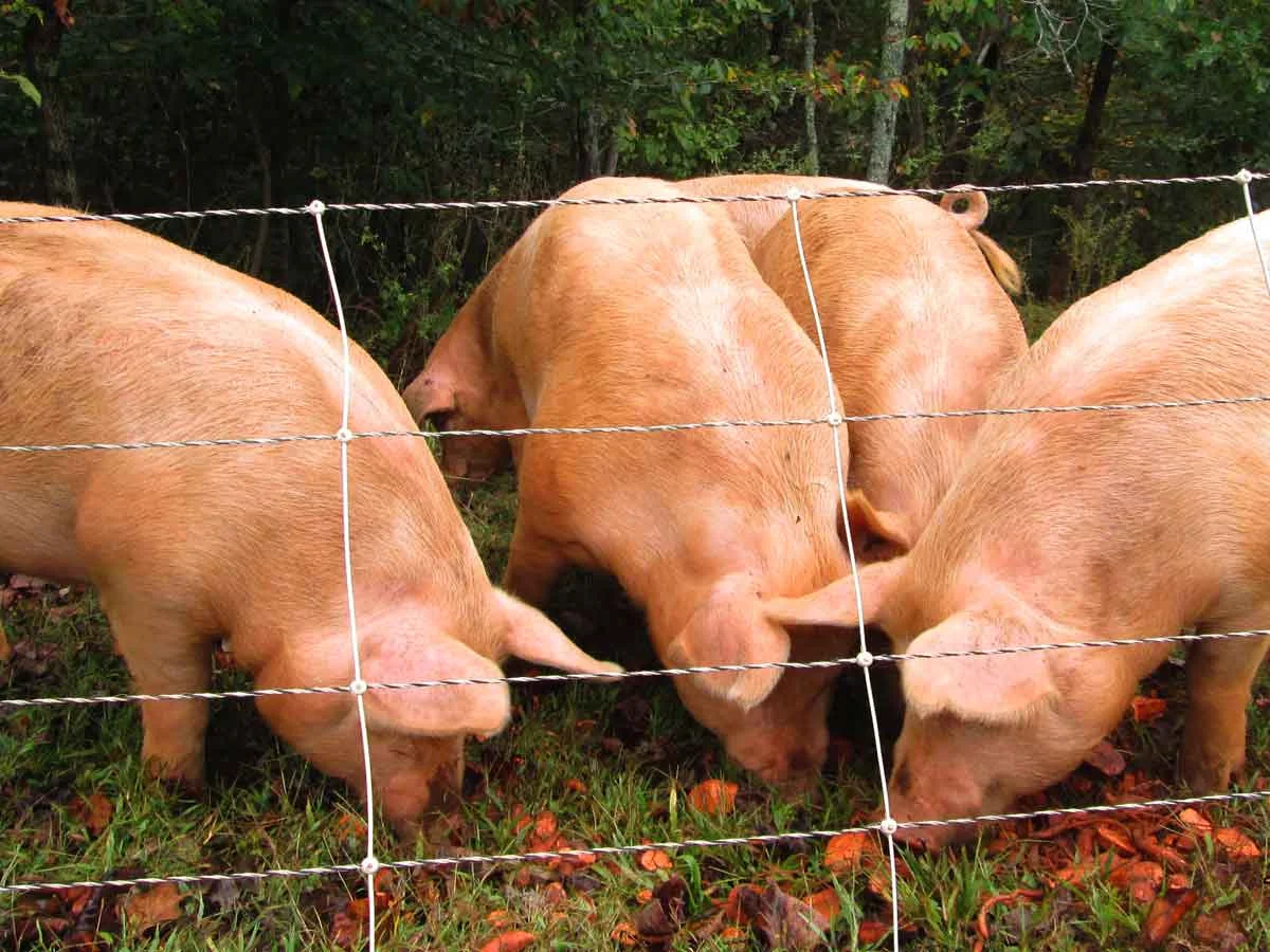 Foggy Knob Farm pigs enjoying farm raised sweet potatoes.