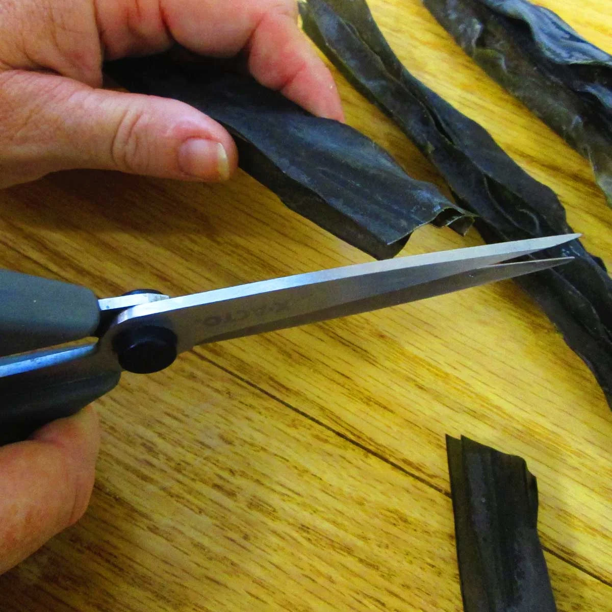 Cutting a length of Digitata Kelp for the broth pot