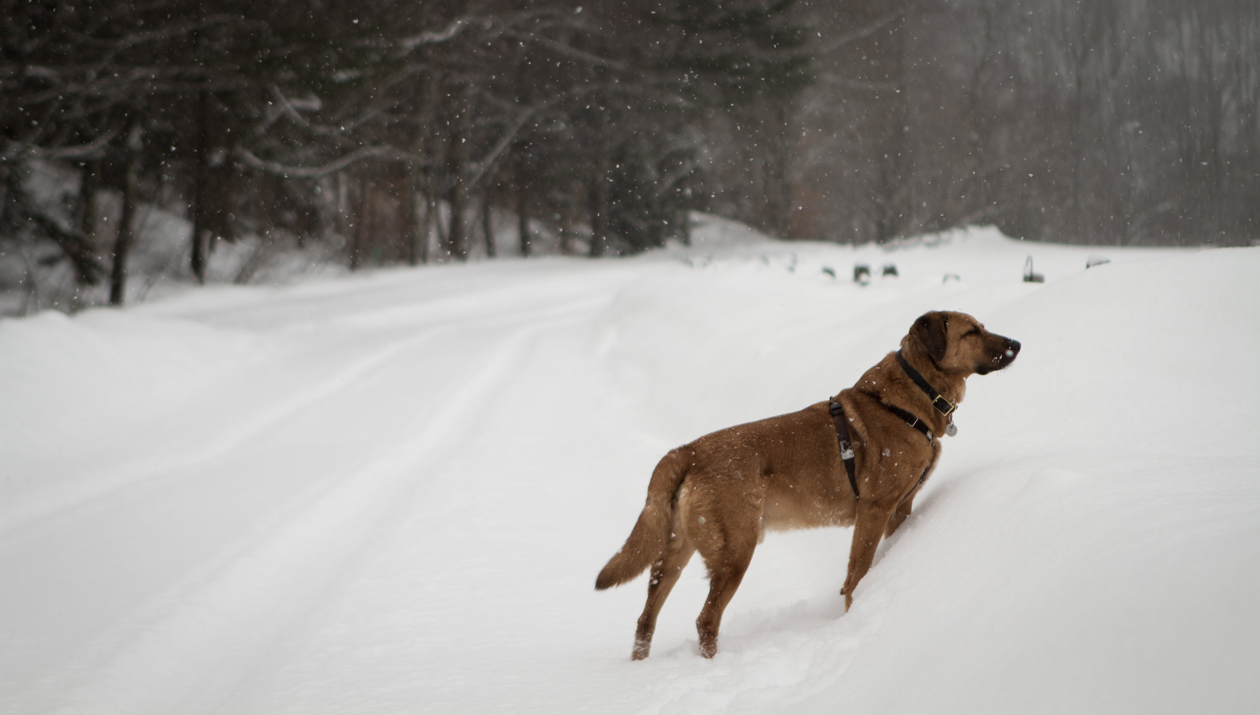 Butterspointingsnow-2.jpg