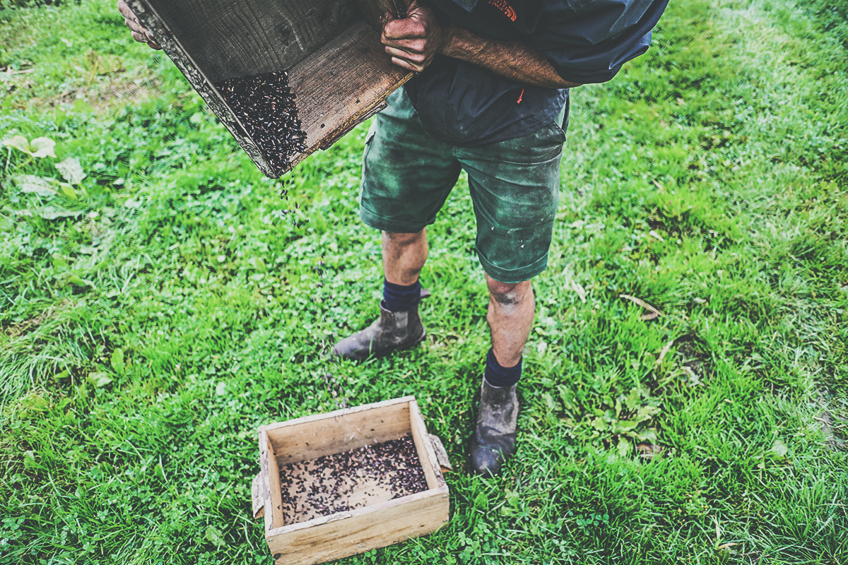 Gaia Foundation - Seed Sovereignty.jpg
