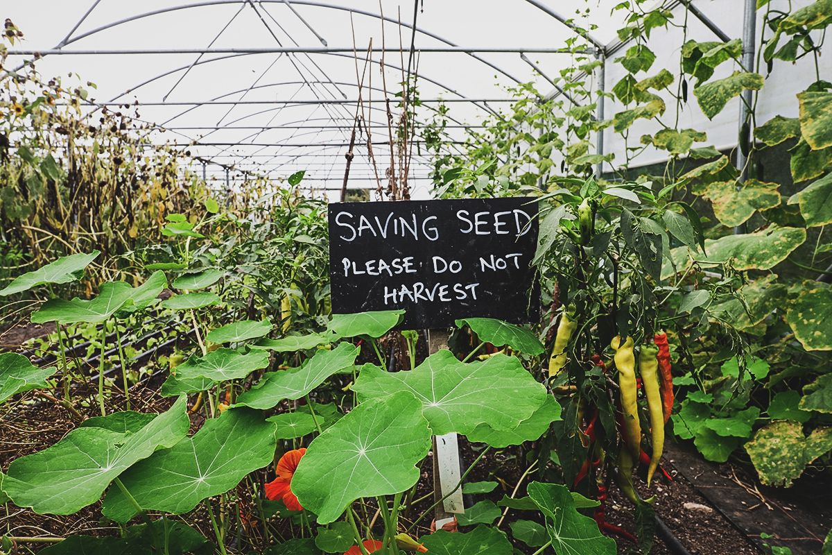 Gaia Foundation - Seed Sovereignty.jpg