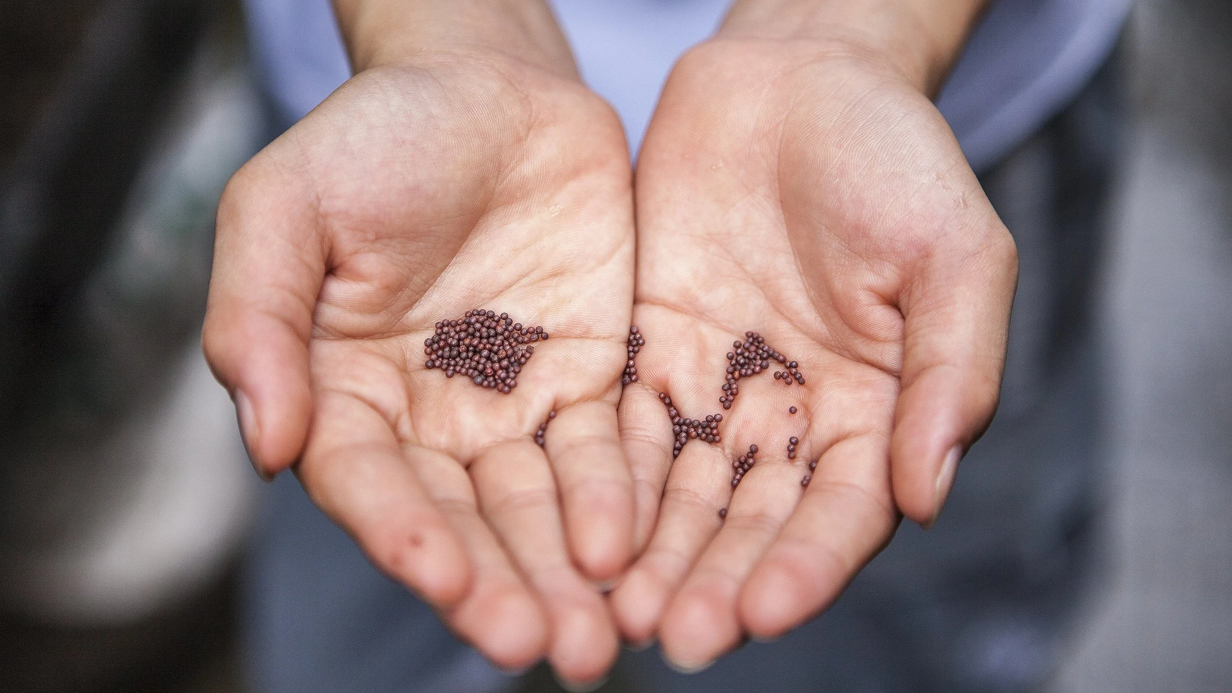 Seed Week raises awareness of agro-ecological seed being grown by small-scale producers across the UK & Ireland