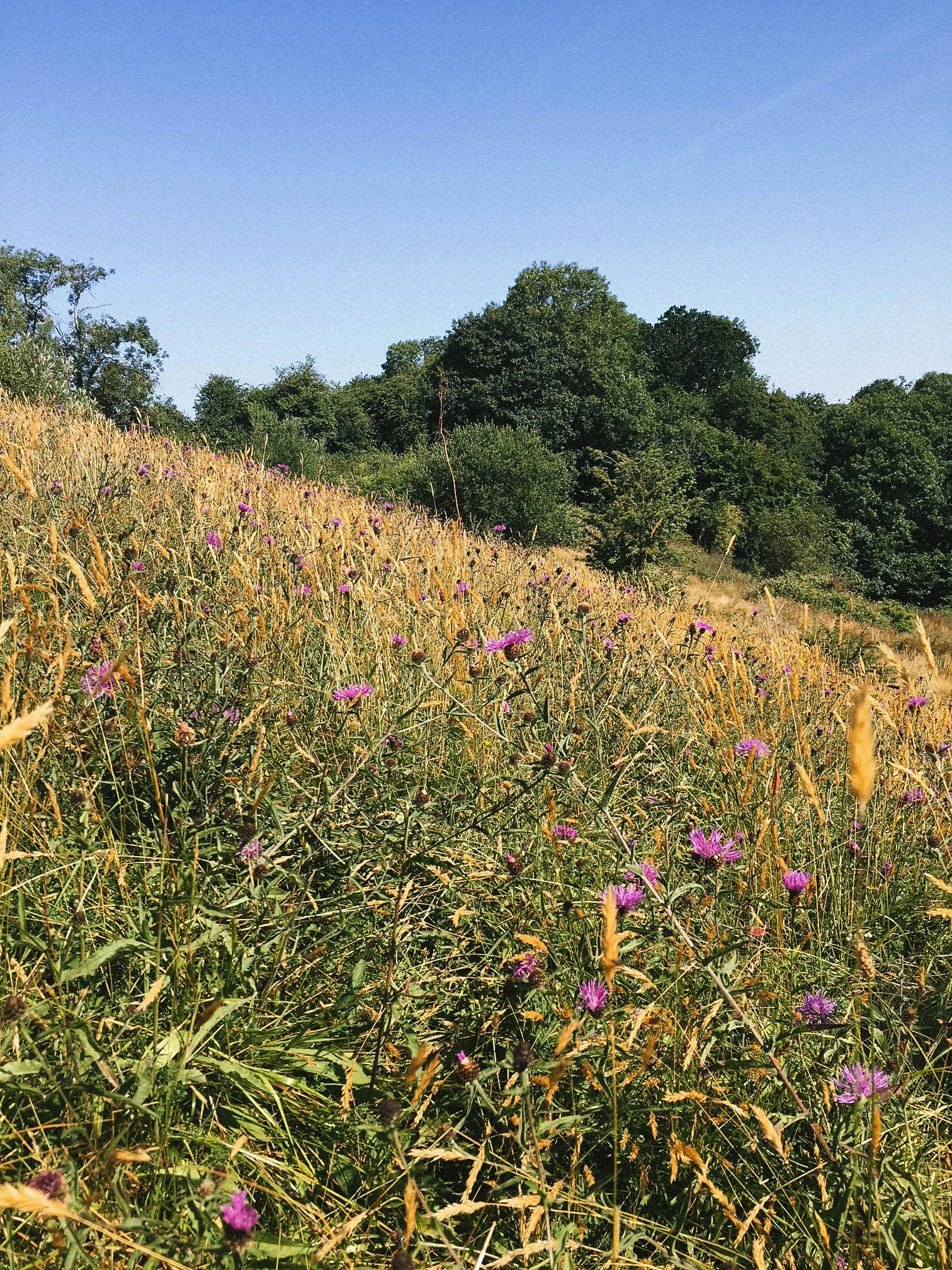 Steepholding’s meadow at ELC’s Greenham Reach site, Devon.