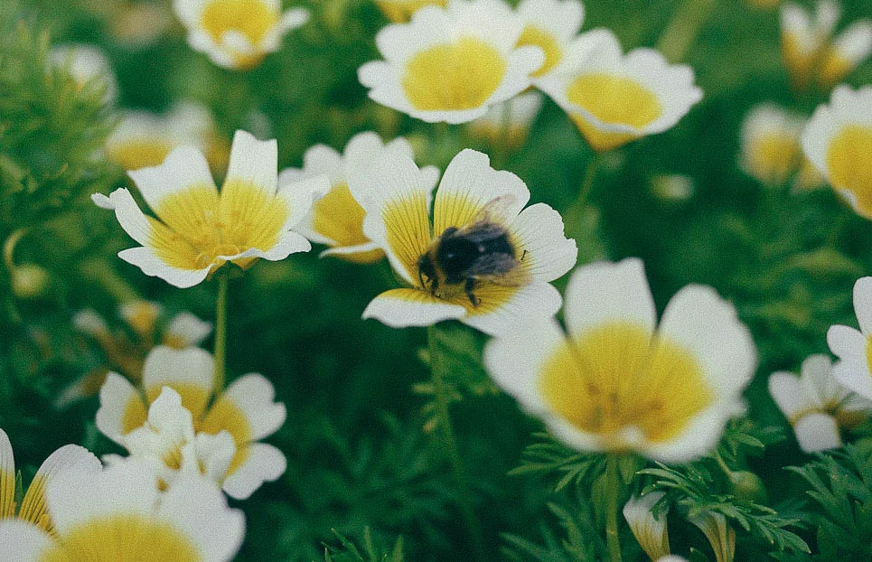 Pollinators are vital for an ecosystem to thrive.