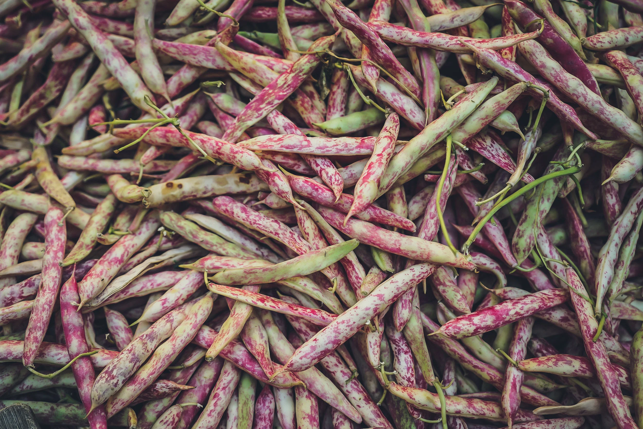 Farming the Future 2019 – The Funded Projects