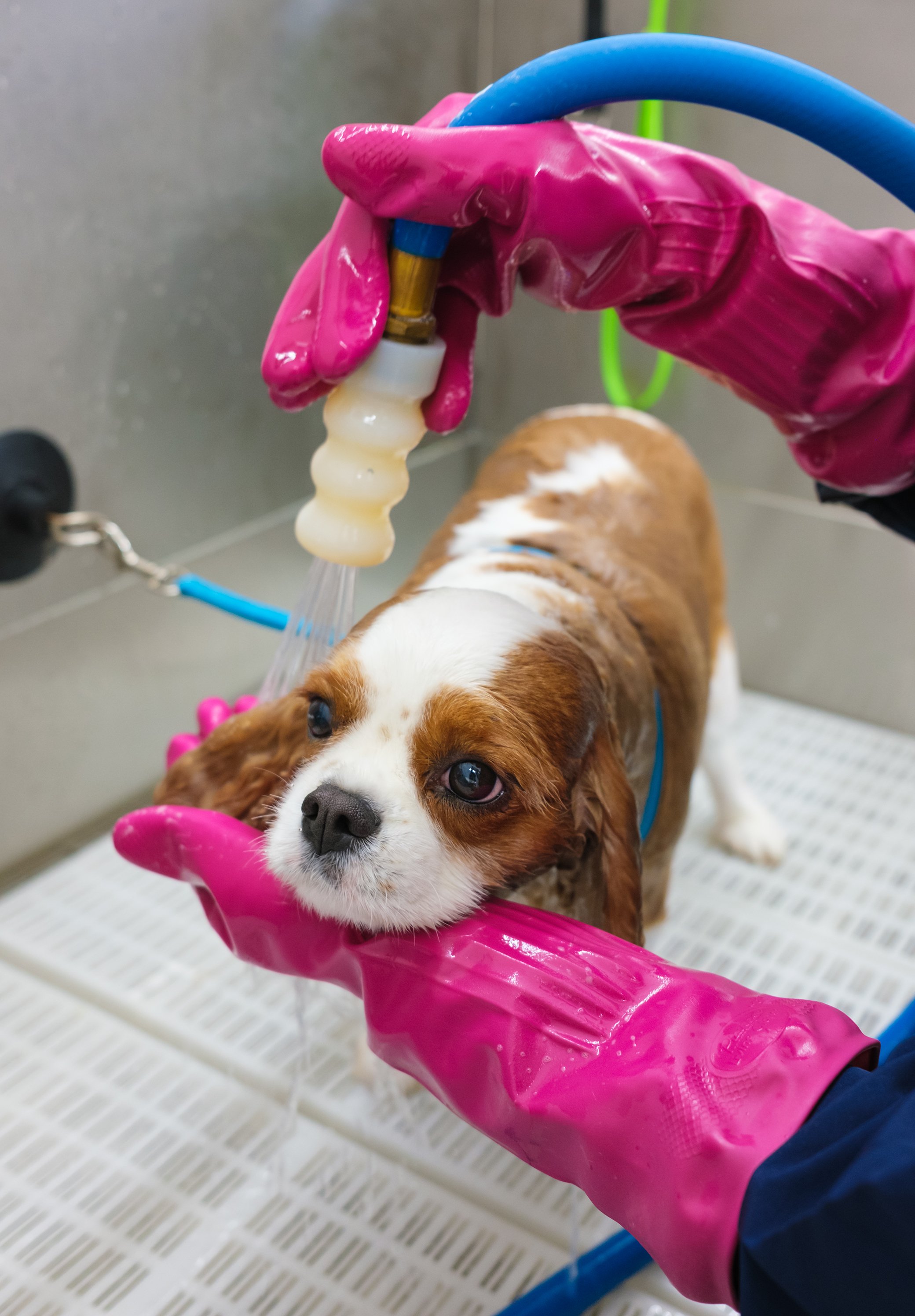 A groomer in pink gloves bathing a spaniel at Edgewoof Dog Spa.