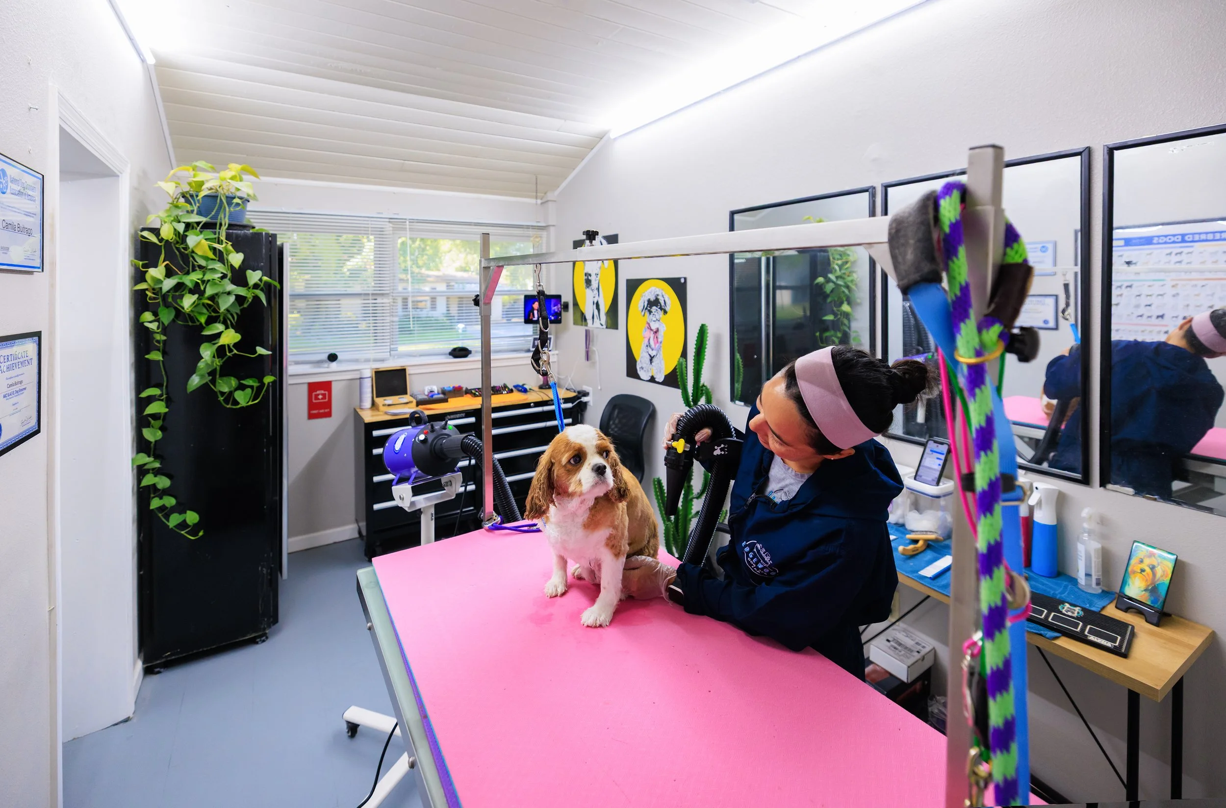 The grooming room at Edgewoof Dog Spa in Jacksonville, with a dog up on the pink grooming table.