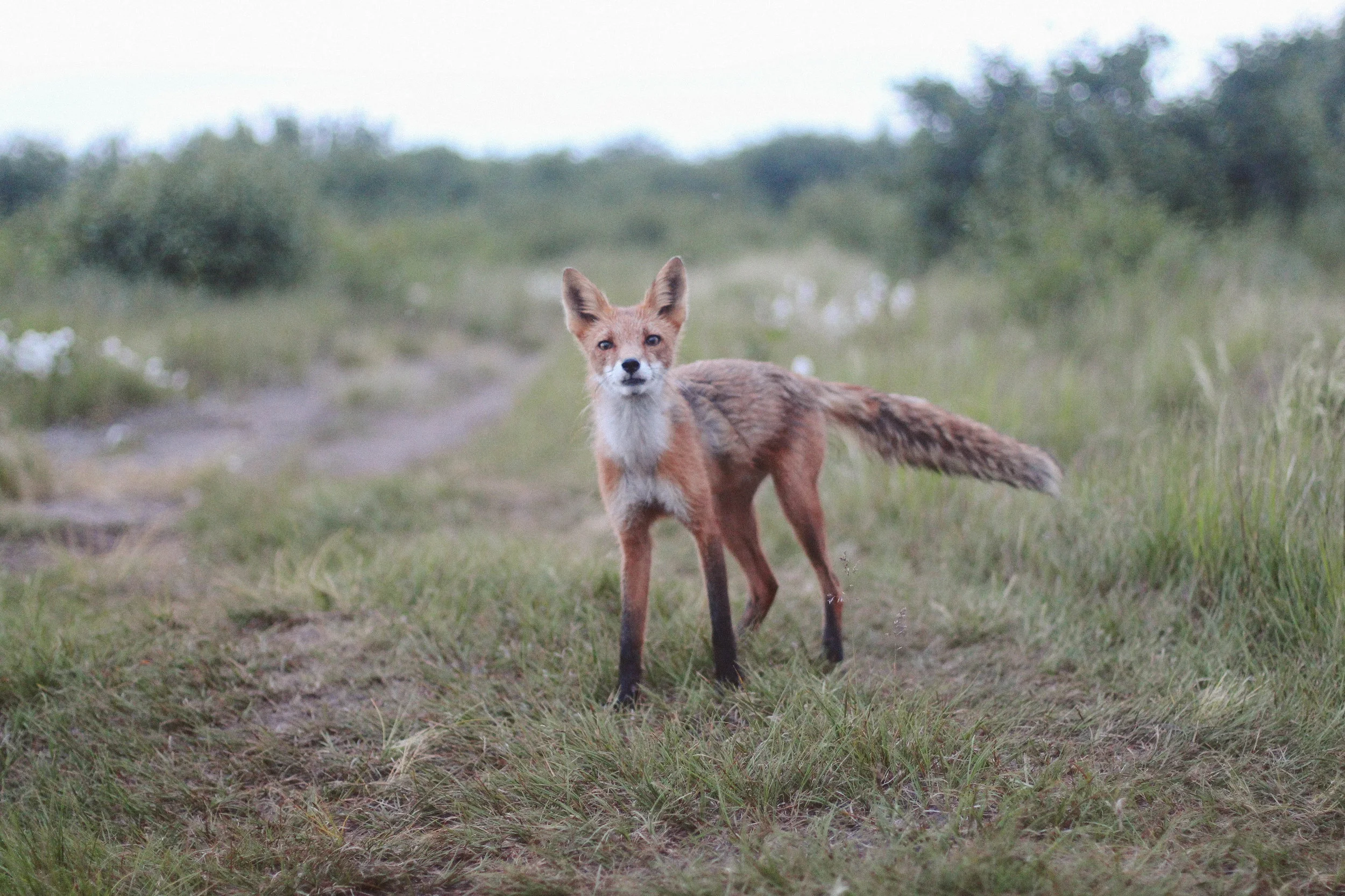 Fox in Naknek, AK