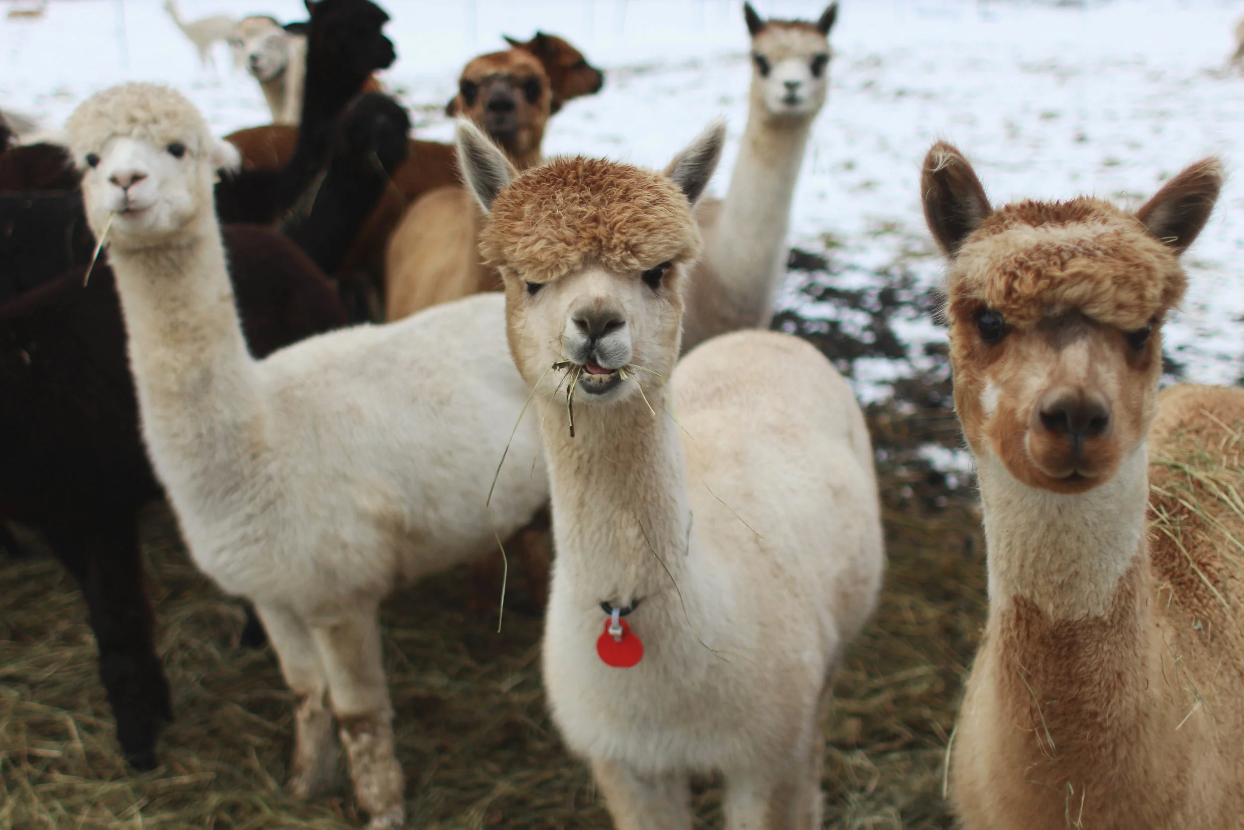 Swiss Alpaca Farm