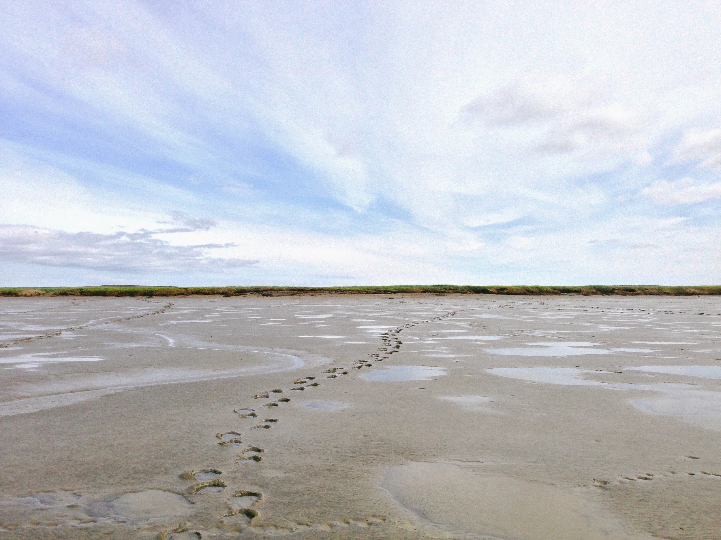 Bear tracks on the beach in Naknek, AK