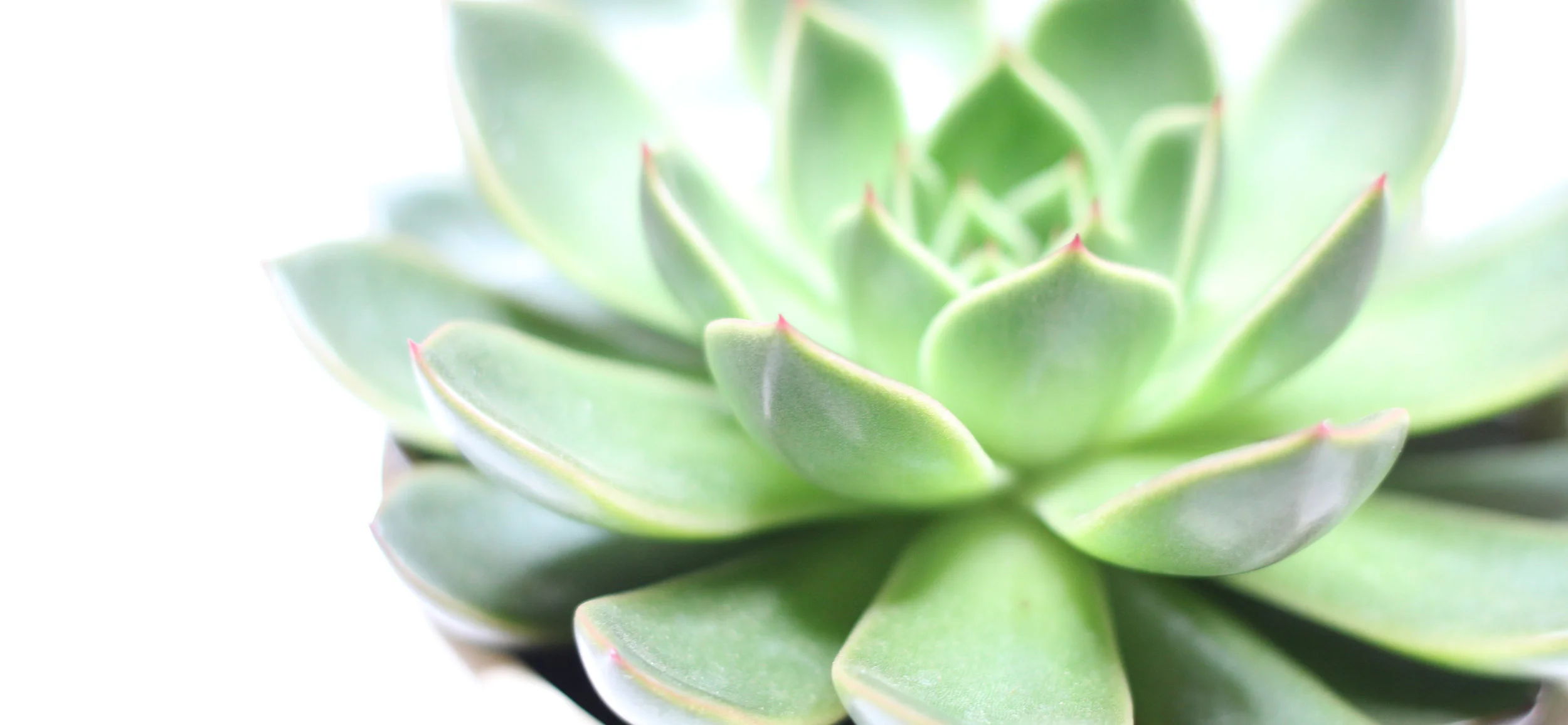 LargeSucculent_Banner.jpg