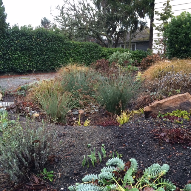Rain Garden in Winter