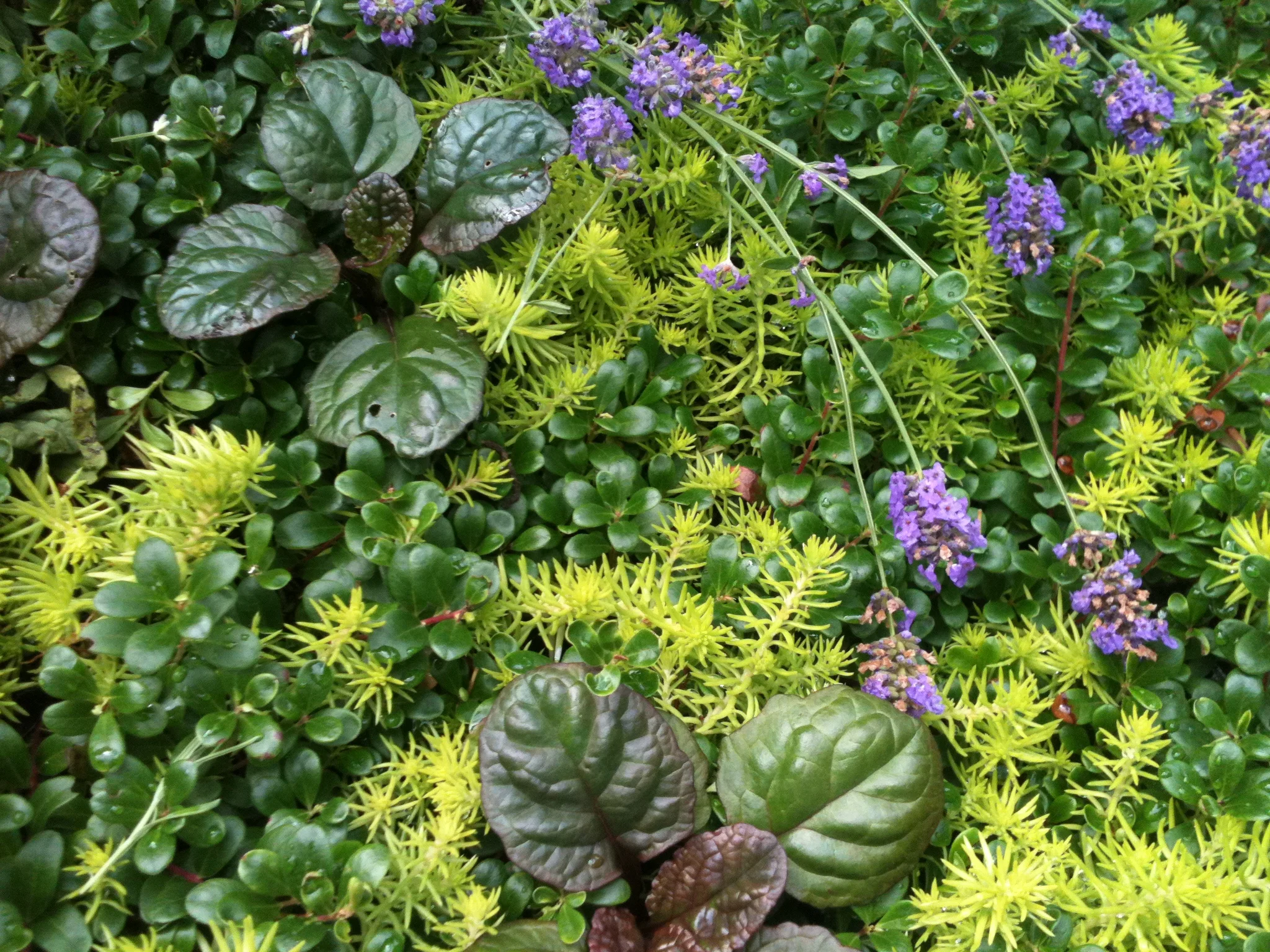 Magnificent Groundcover Trio