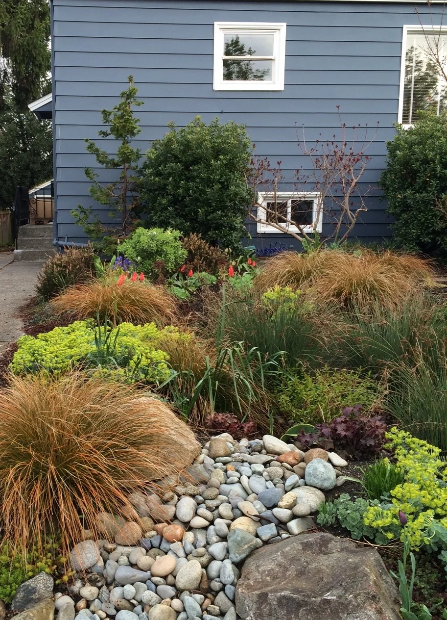 Rain Garden in Full Sun