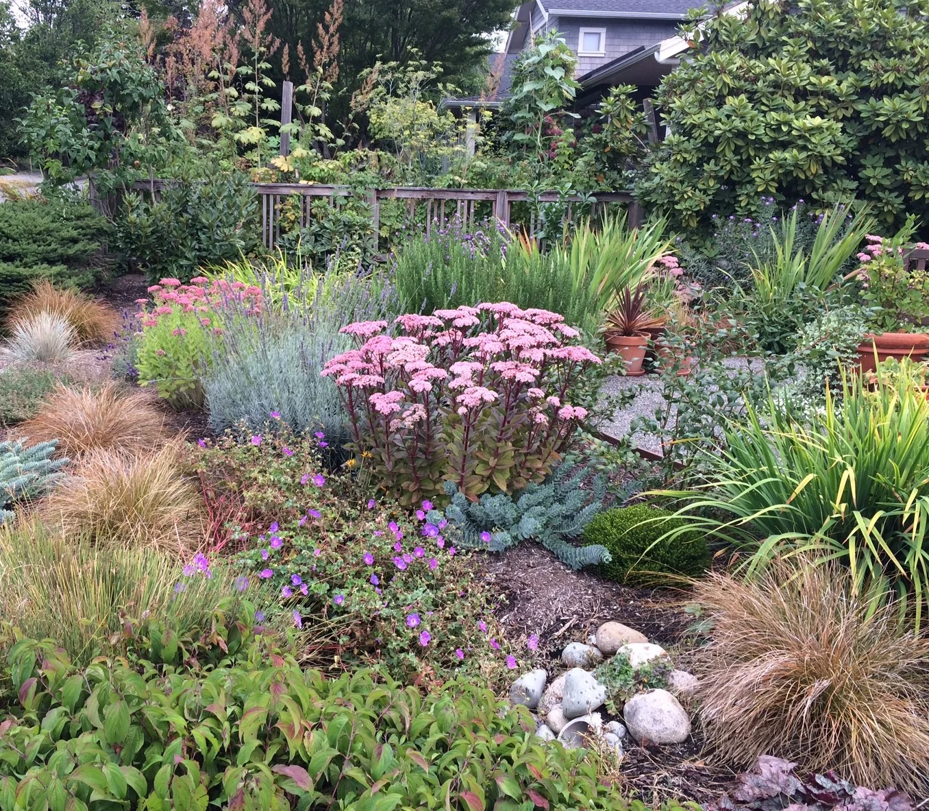 Frontyard Sunny Rain Garden