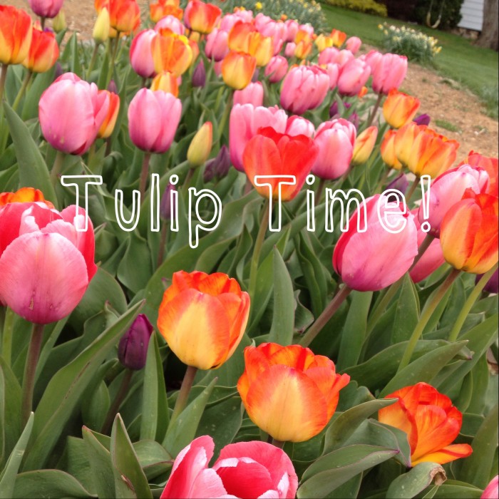 tulip-time-e1398718903120.jpg