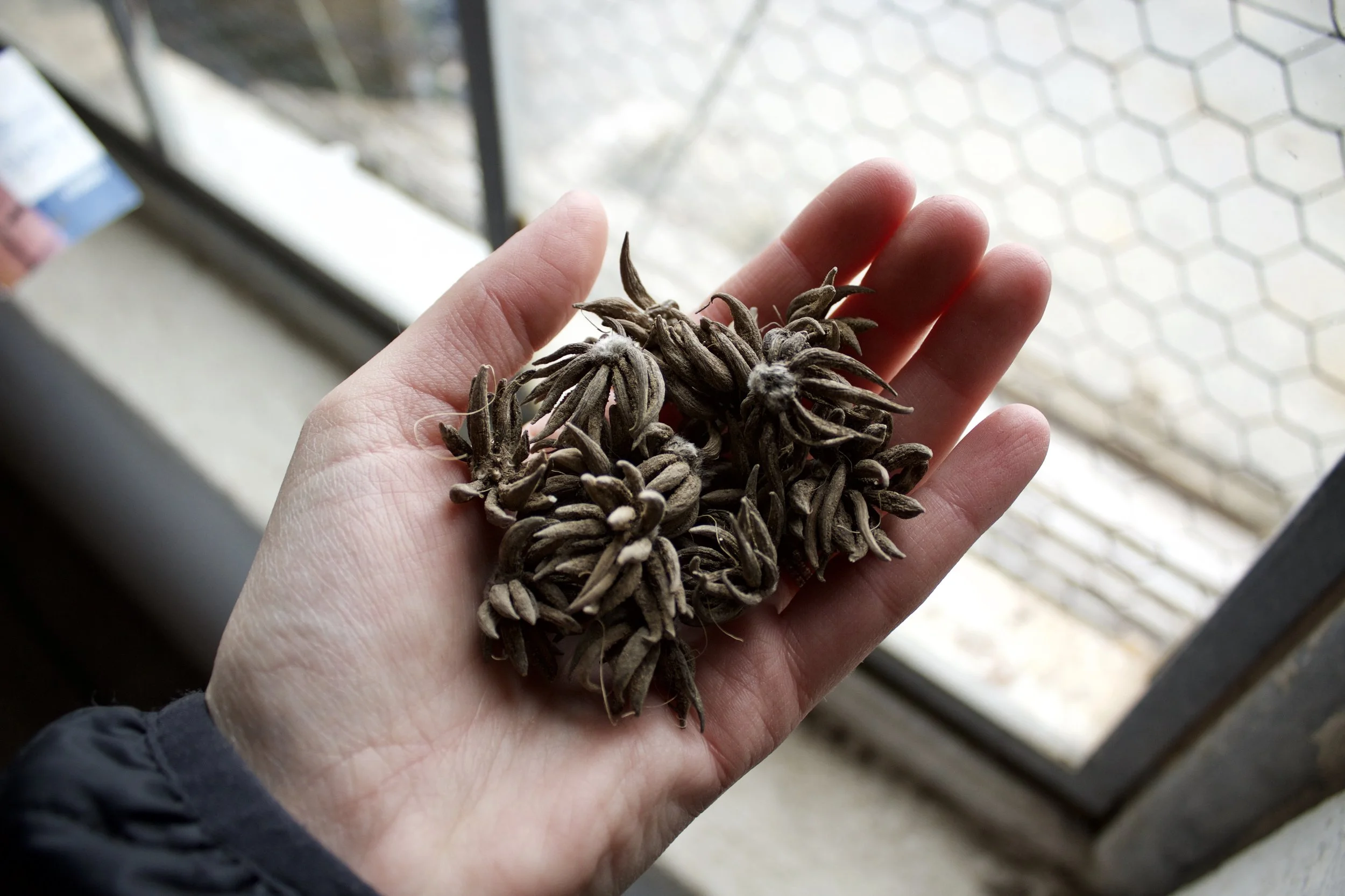 Ranunculus Corms