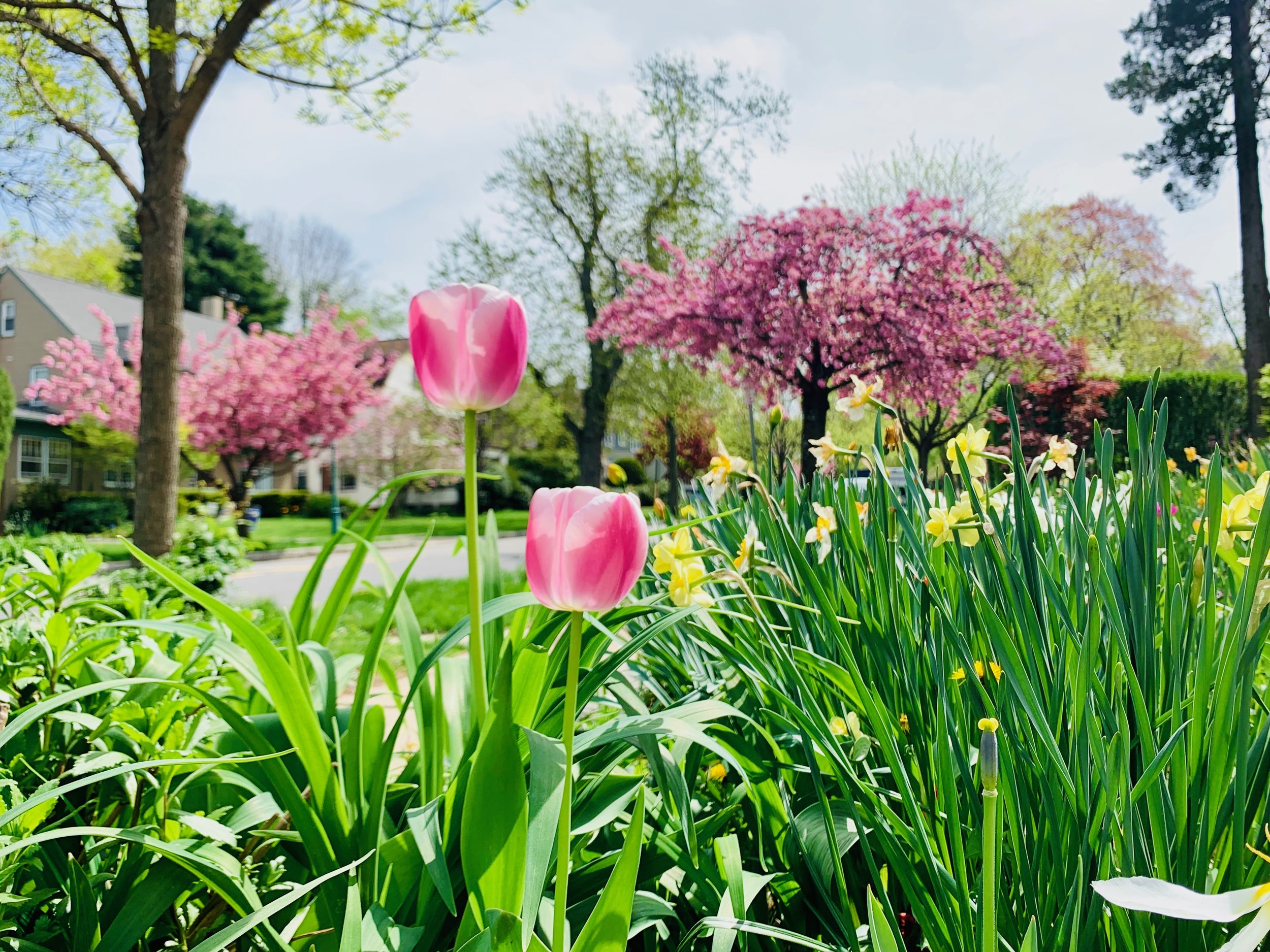 More tulips! South Orange, NJ