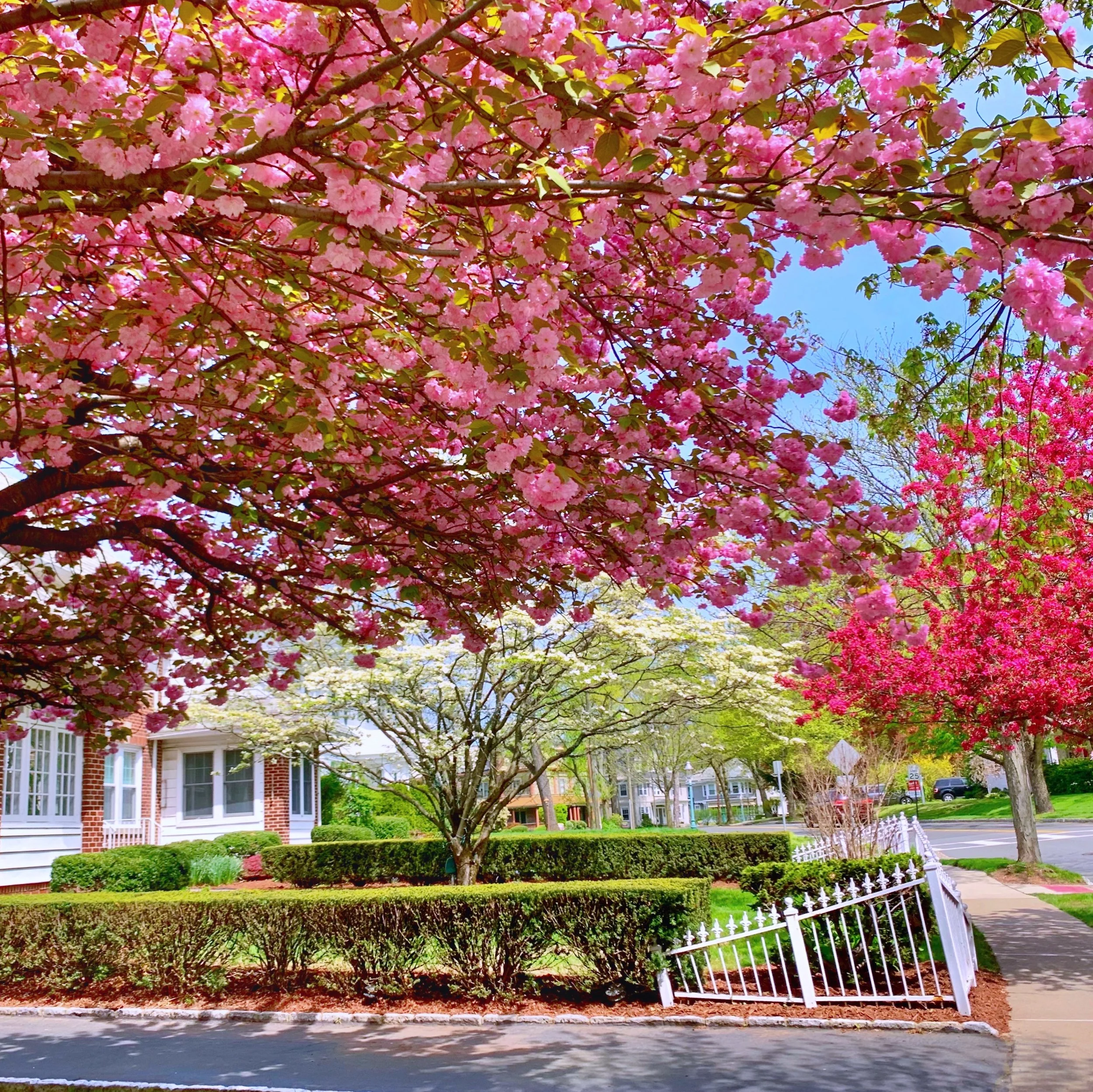 OMG SPRING! {Maplewood, NJ, South Orange, NJ, NJ Photographer}