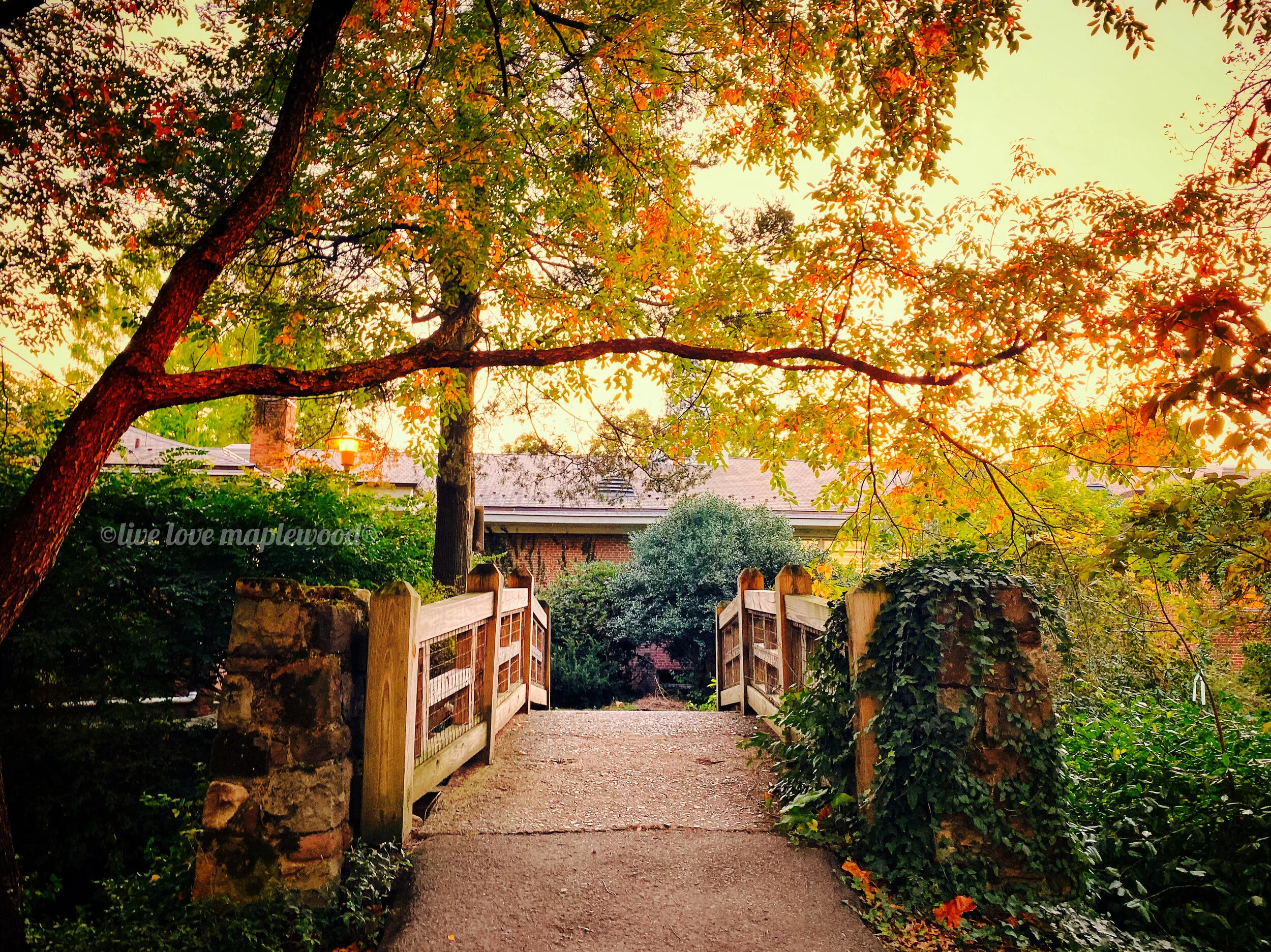 2Fall foliage 2019.JPG
