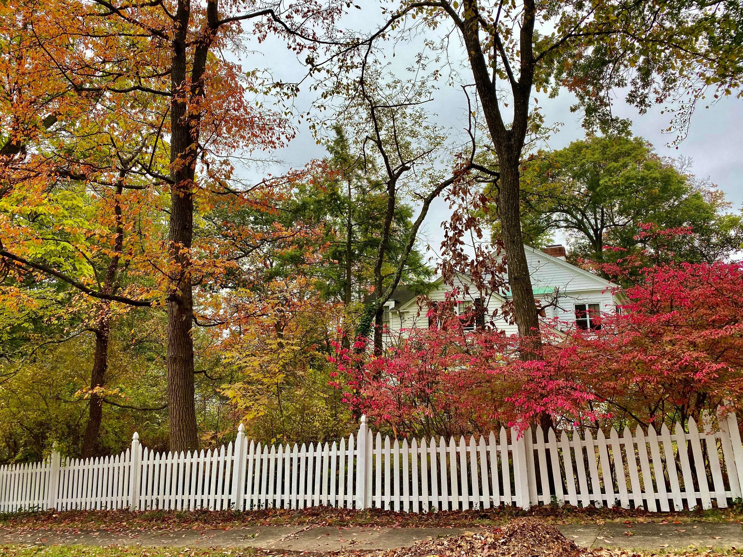 4Fall foliage 2019.jpeg