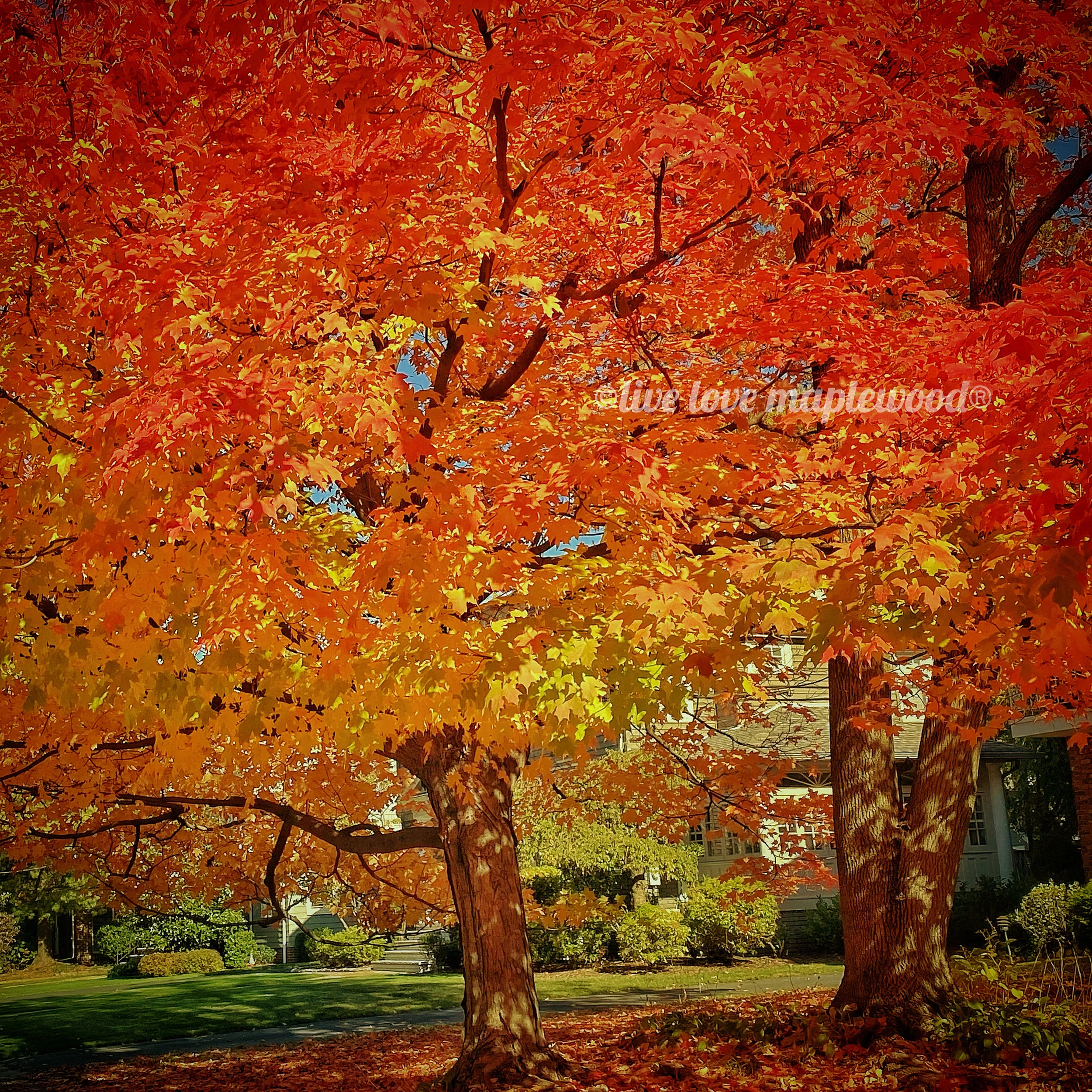 Fall Foliage in Maplewood + South Orange NJ! 