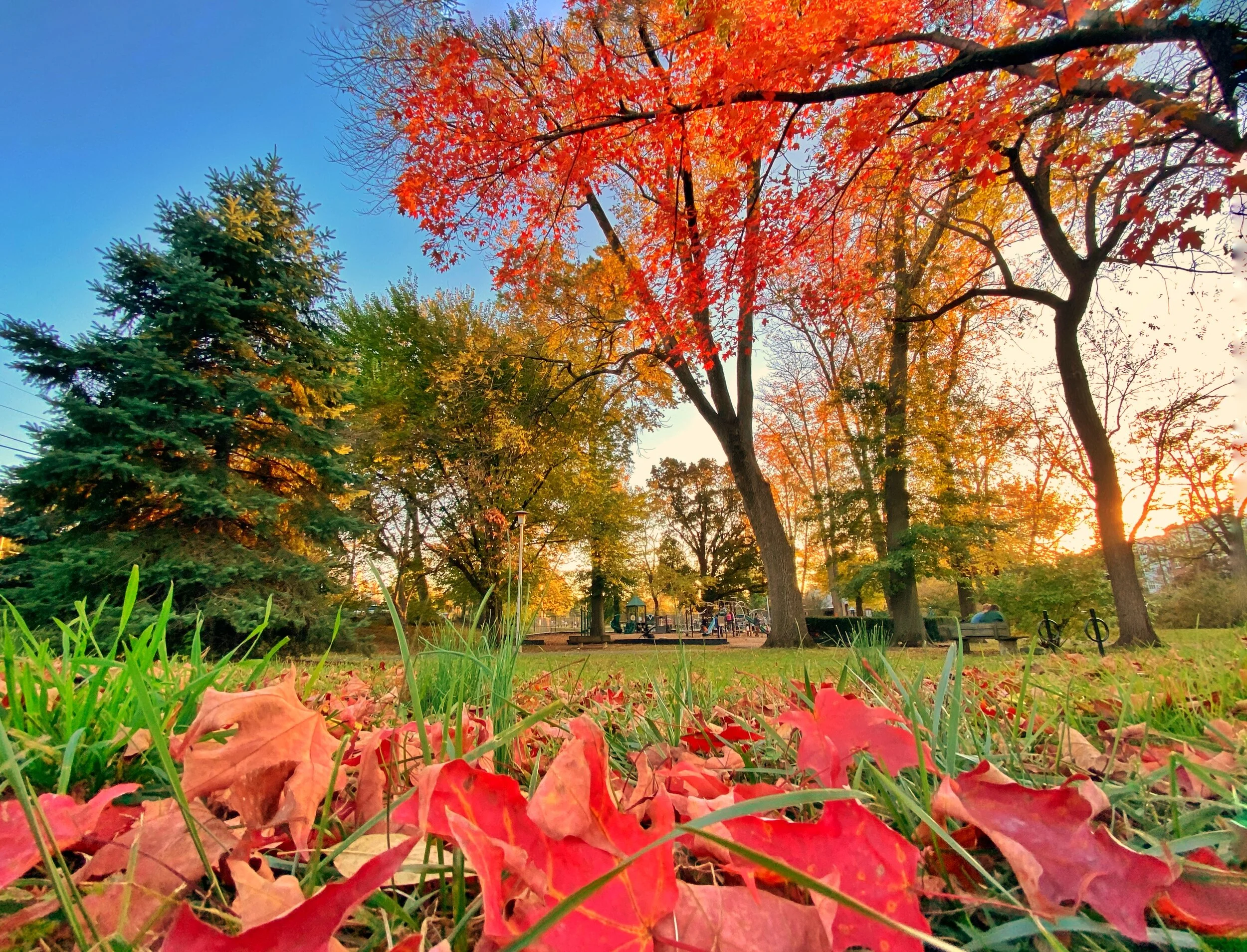 6Fall foliage 2019.jpg