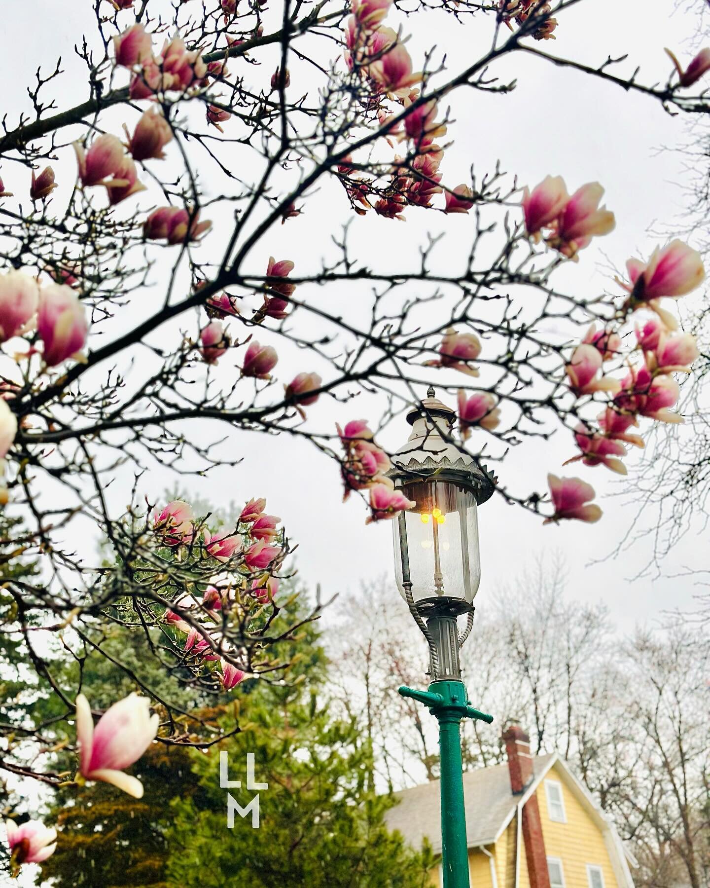 Swipe for the before! 🌺🌳 On that note, would anyone be interested in iPhone photography/editing tips? Would you be interested in a workshop with me on this topic? 🤔🌸📸 #livelovemaplewood #southorangenj #southorange #gaslamp #soma #mapso #njspots 