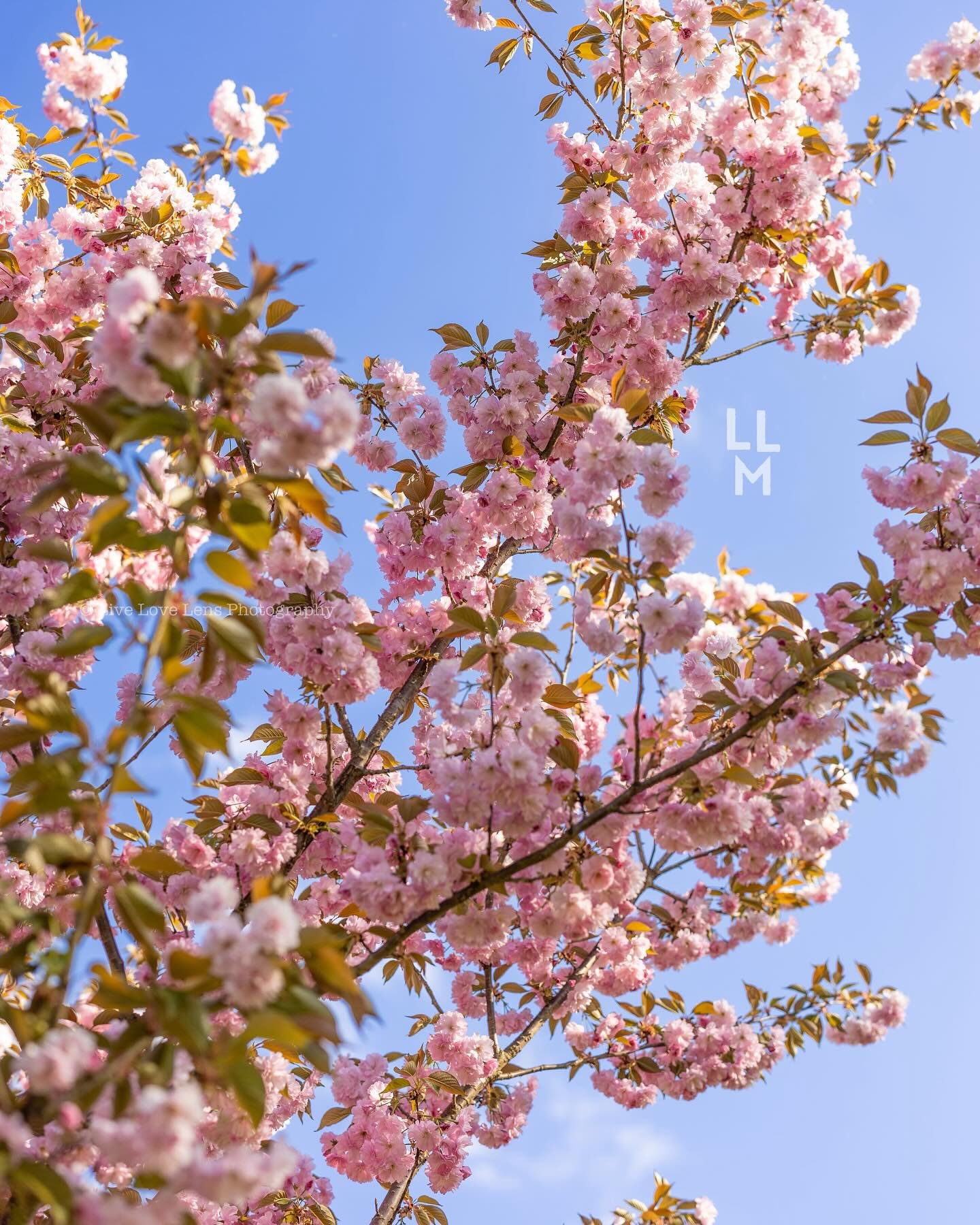 Can&rsquo;t stop won&rsquo;t stop! I&rsquo;ll be forever staring at the stunning cherry blossoms all over town. They&rsquo;re just amazing. Look up &mdash; appreciate the beauty around you! 🌸 #livelovemaplewood #livelovelens #cherryblossoms @livelov