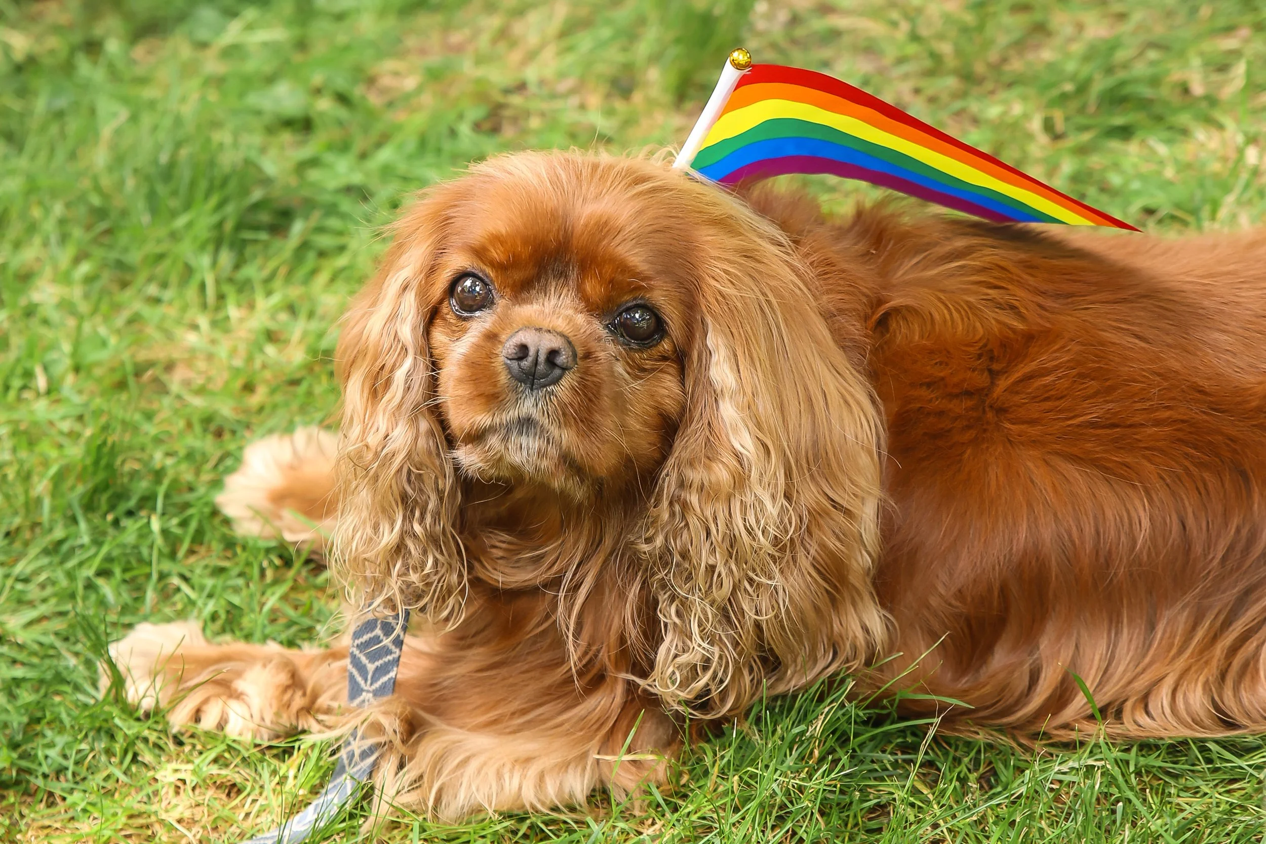 Pride 2024_Live Love Lens Photography-100.jpg