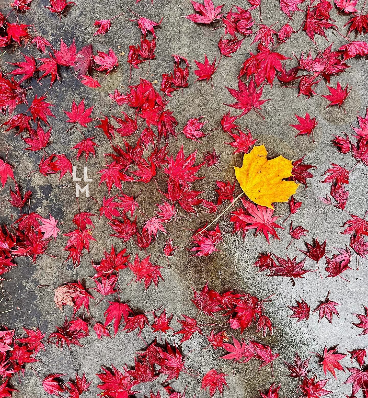 Some pretty 🍁🍁🍁🍂 for your feed. Did I place that rogue 🍂💛 there? One may never know. Does anyone see/like/enjoy photos on here anymore??! Seems so antiquated to post one image in 2024!! 🤷🏻&zwj;♀️😅 #livelovemaplewood #maplewoodnj #southorange