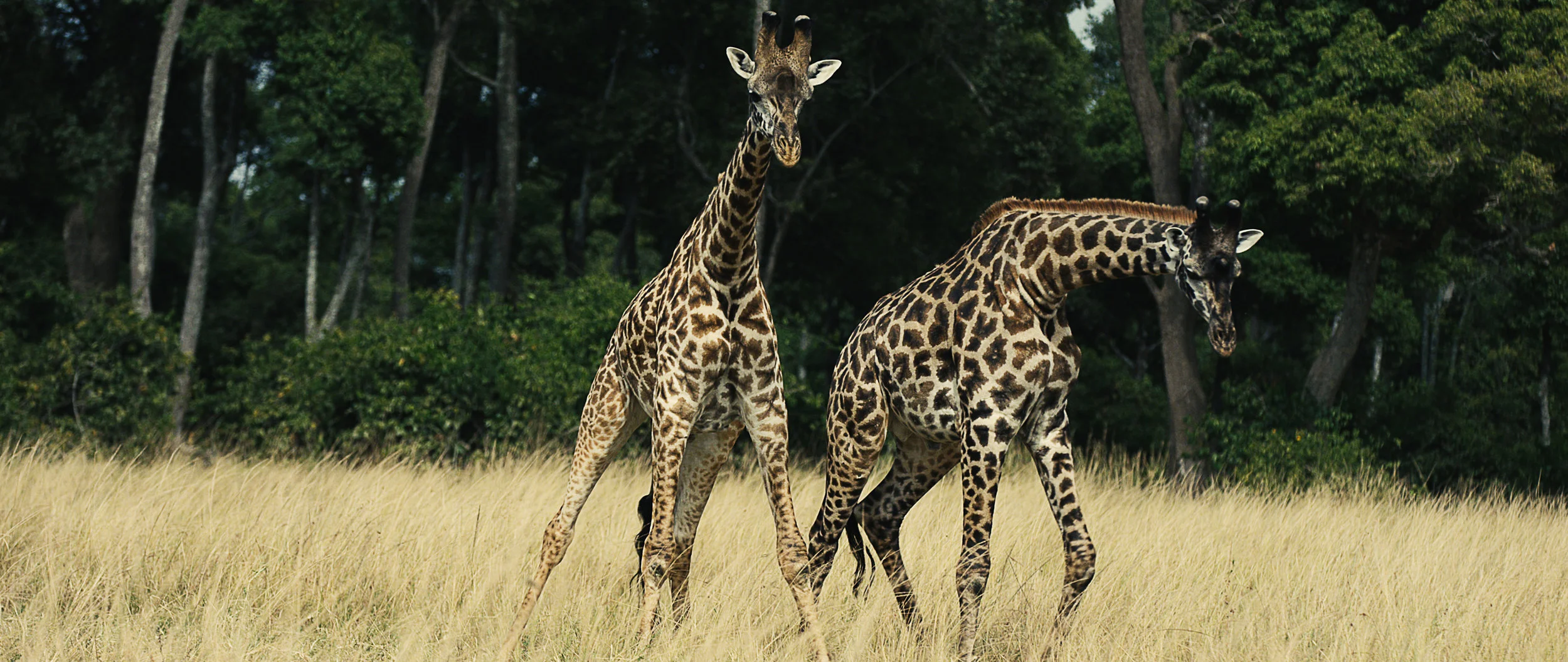 giraffe_justinography.jpg
