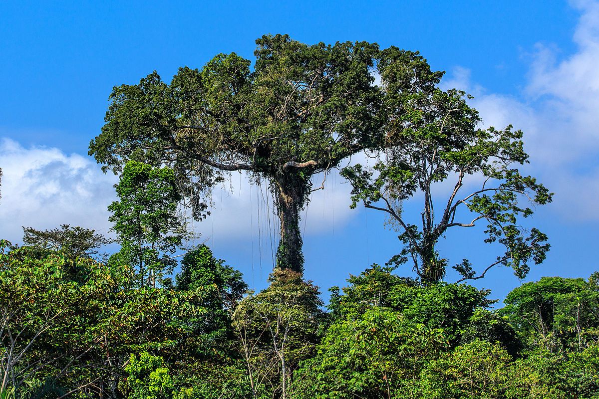 4_day_trip_to_La_Selva_Lodge_on_the_Napo_River_in_the_Amazon_jungle_of_E._Ecuador_-_lush_riverside_foliage_-_(26593478720).jpg
