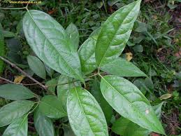Ayahuasca Leaf.jpg