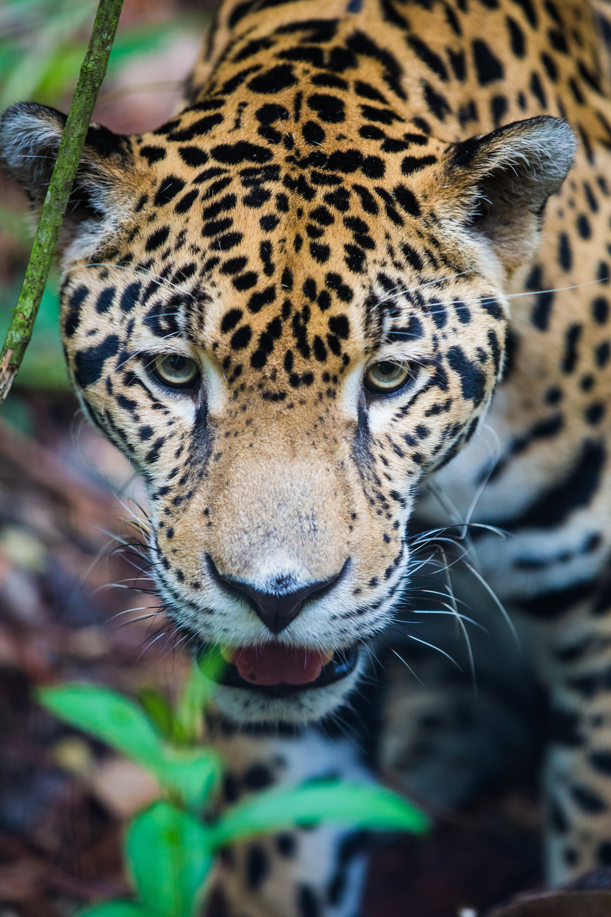 Jaguar.jpg