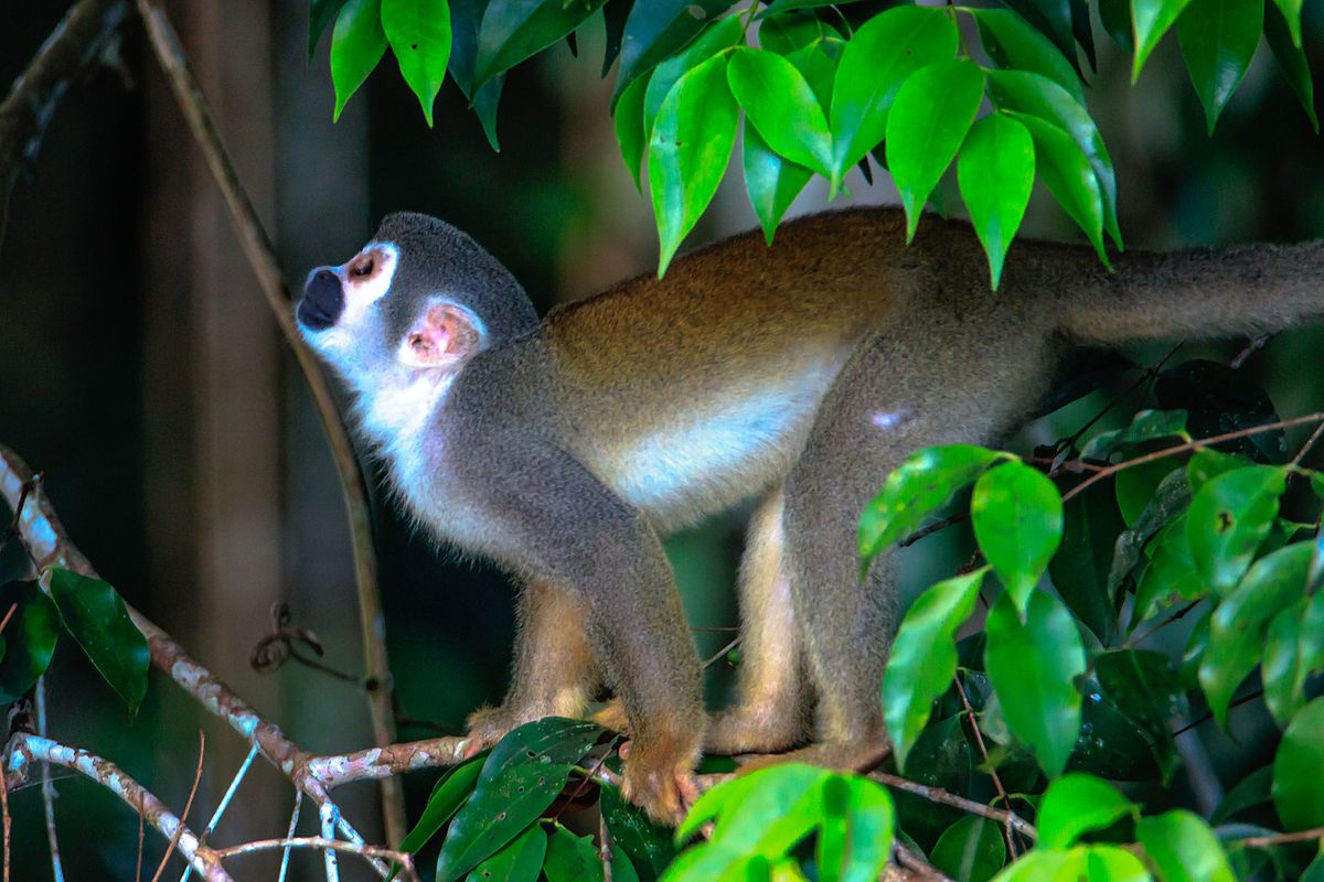 Amazonian Squirrel Monkey