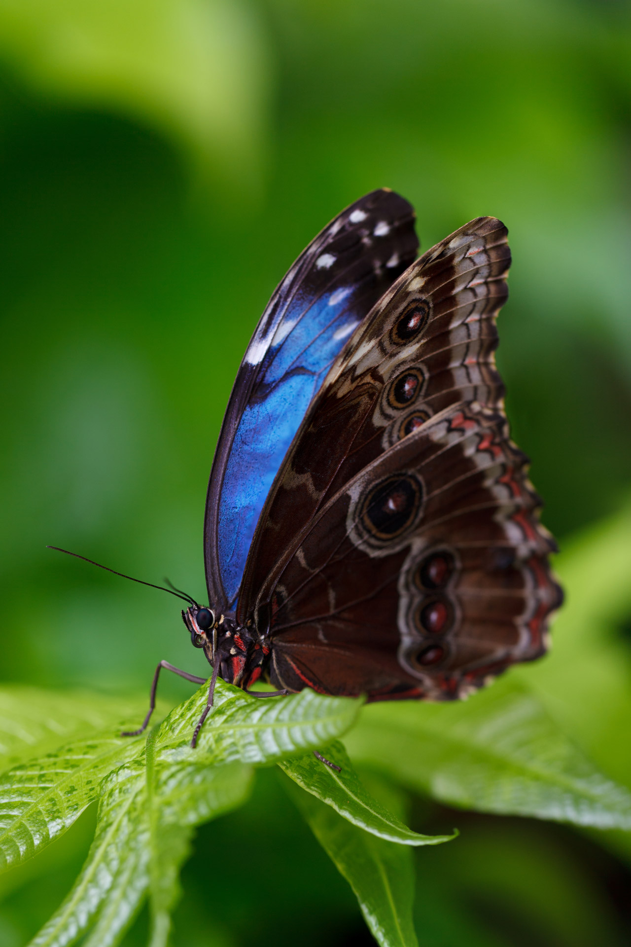 morpho-butterfly.jpg