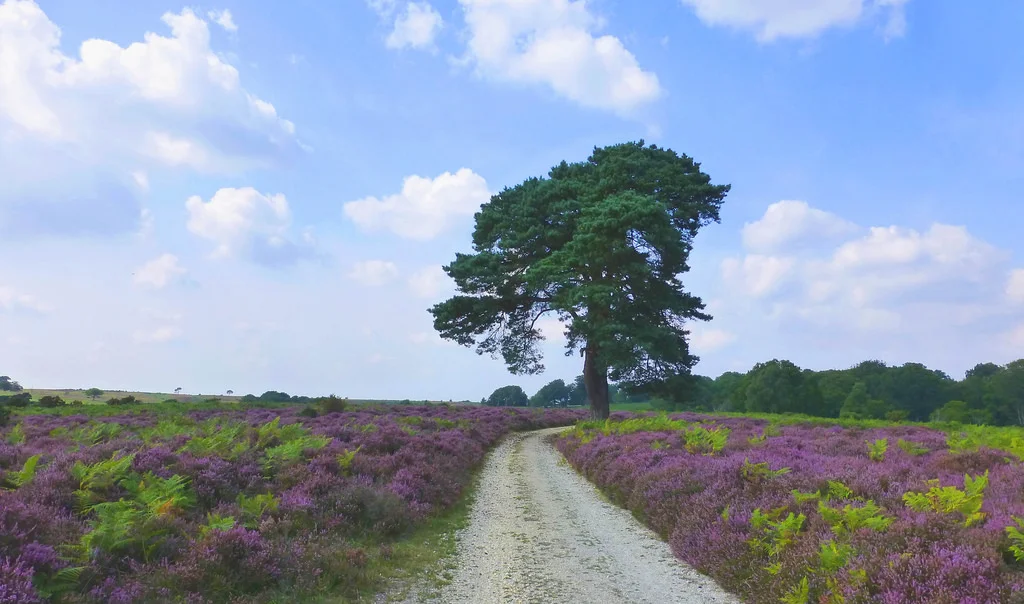 Bronze £85 per expedition or book any 2 expeditions for £165 18th -19th May 2019 (Kingsclere - suitable as Practice or Assessed expedition) 13th-14th July 2019 (Kintbury - suitable as Practice or Assessed expedition) 17th-18th August 2019 (Purbeck- suitable as Practice or Assessed expedition) 2nd-3rd November 2019 (New Forest- suitable as Practice or Assessed expedition)
