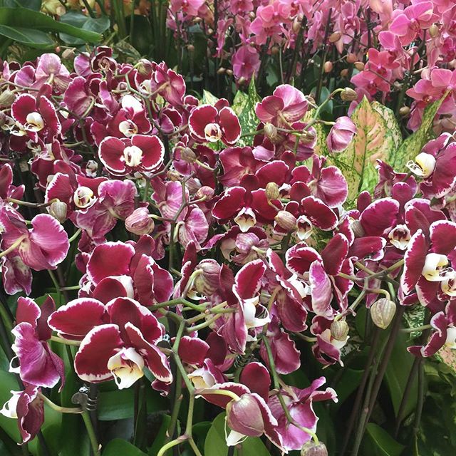 #Inspiration can come from anywhere even these #beautiful #orchids.