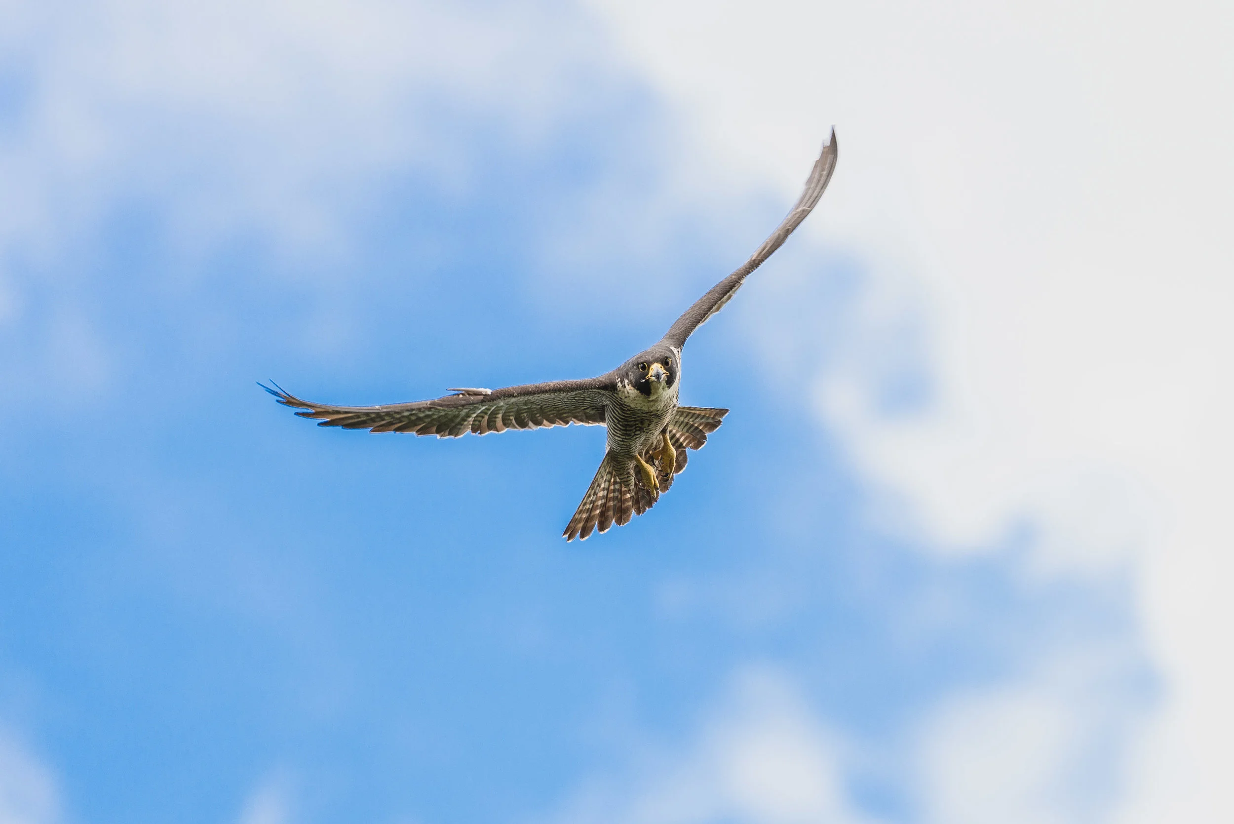 Peregrine-0707.jpg