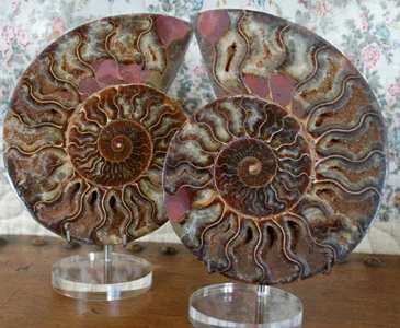 Pair of Split Ammonite from Madagascar SQ14 24x20x¼ $150.00