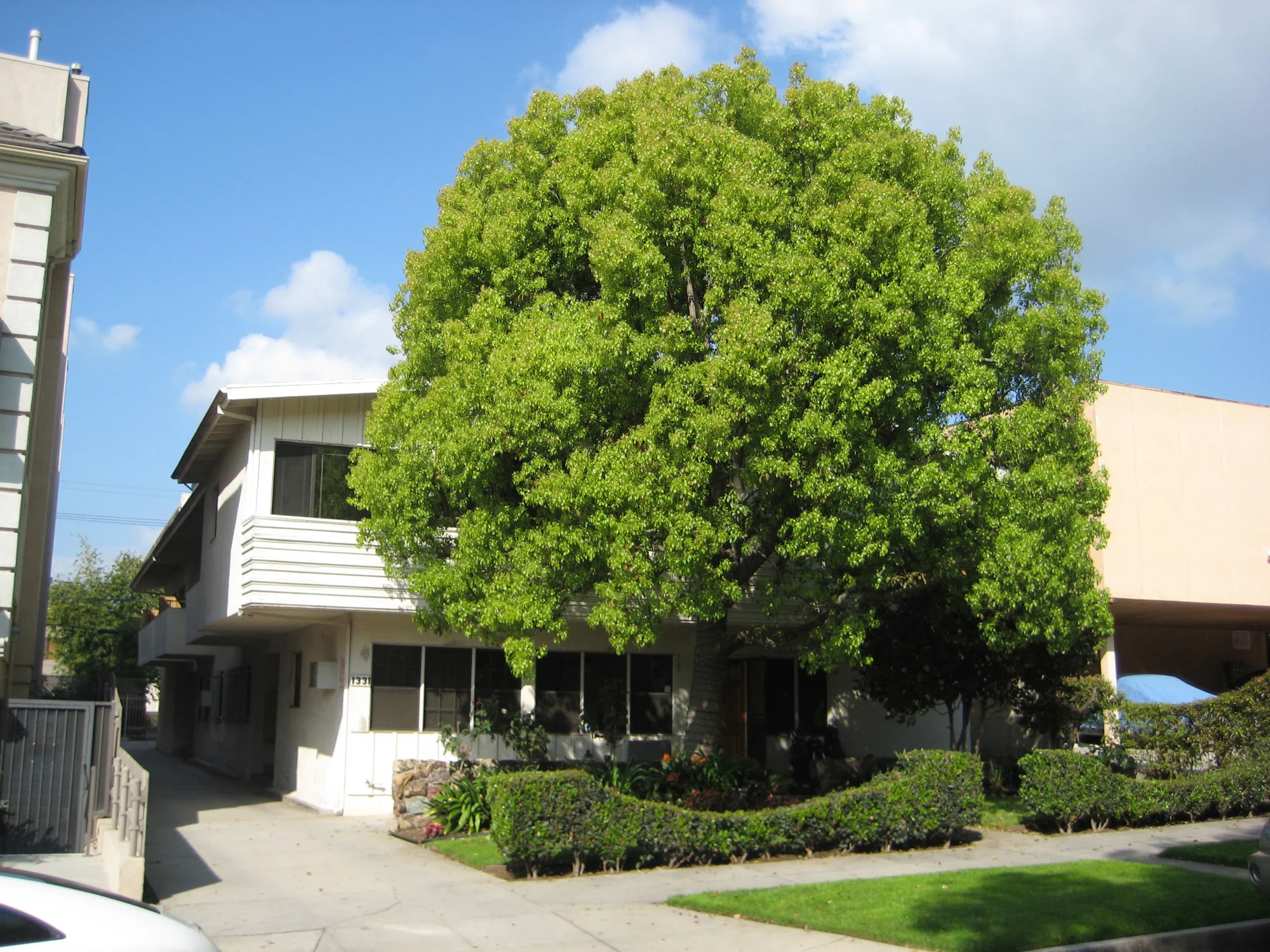 North Poinsettia Place