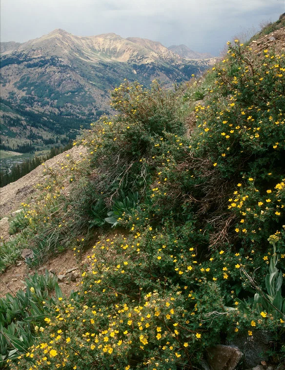 SquareHG Colorado Apostle Basin.jpg