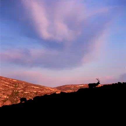 SquareHG RMNP Bull elk.jpg
