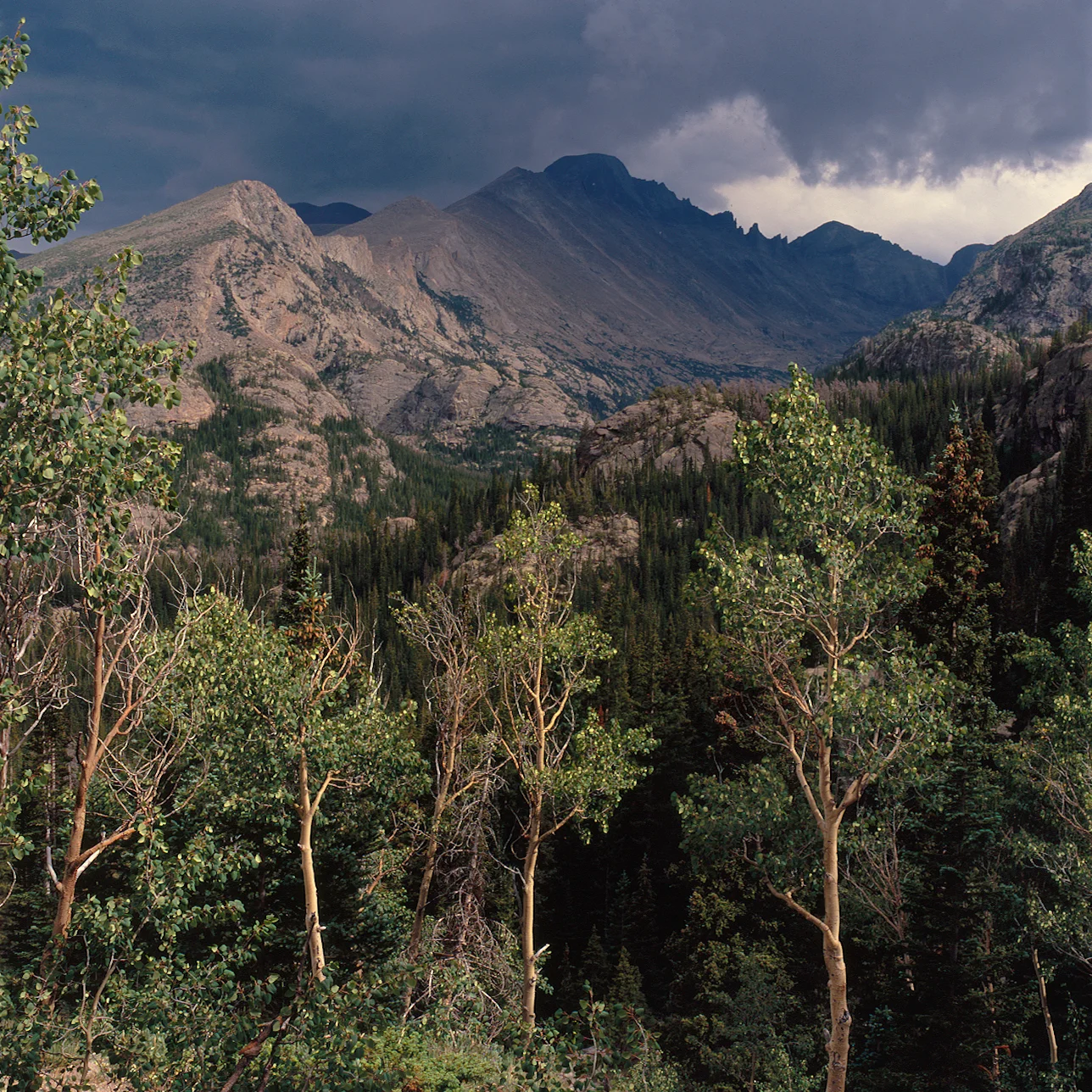 RMNP Quaking Aspens.jpg
