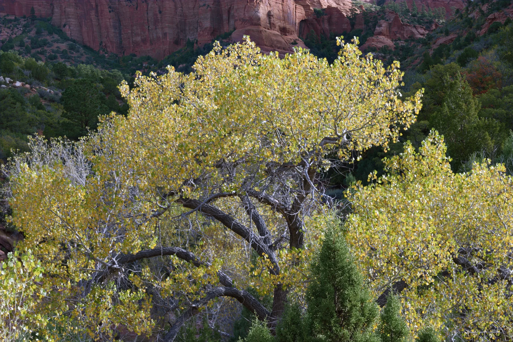 SquareHG Zion 2016 Cottonwood in full bloom, LaVerkin Creek Trail.jpg