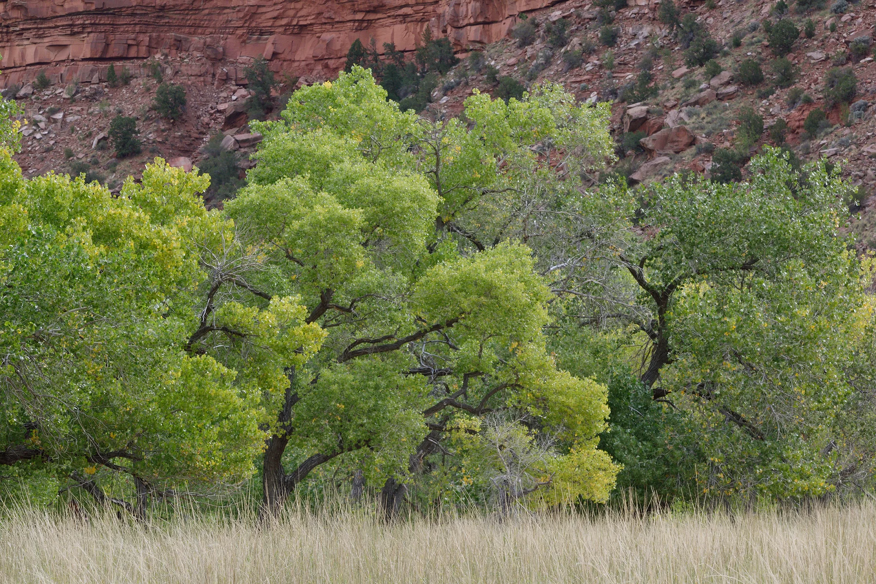 SquareHG Zion 2016 Cottonwoods in Zion Canyon.jpg